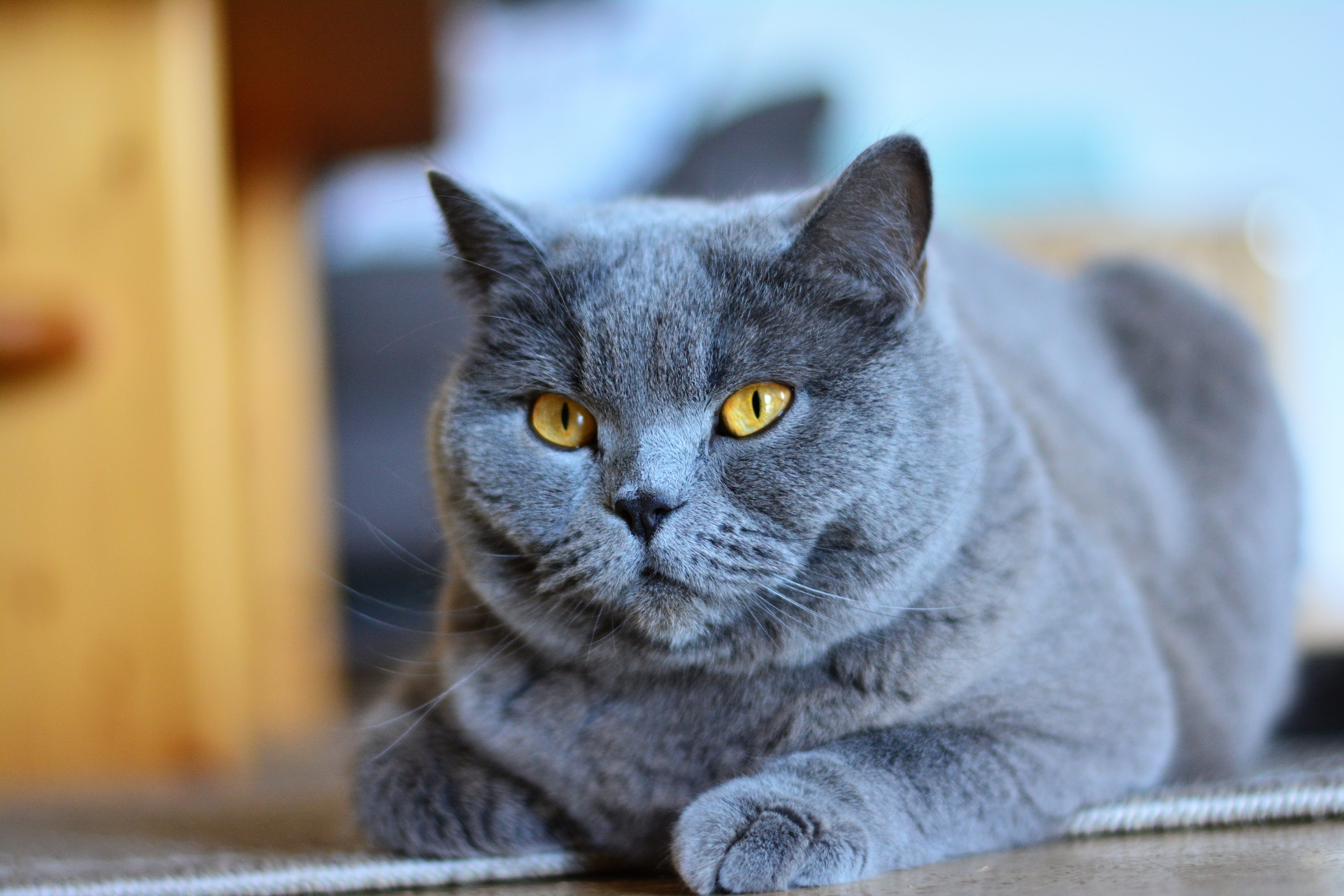 whisker, close-up, cat, domestic animals, mammal, blue, domestic cat, relaxation, cat look, animal, portrait, animal eye, pets, russian, paw, chartreux, HD Wallpaper