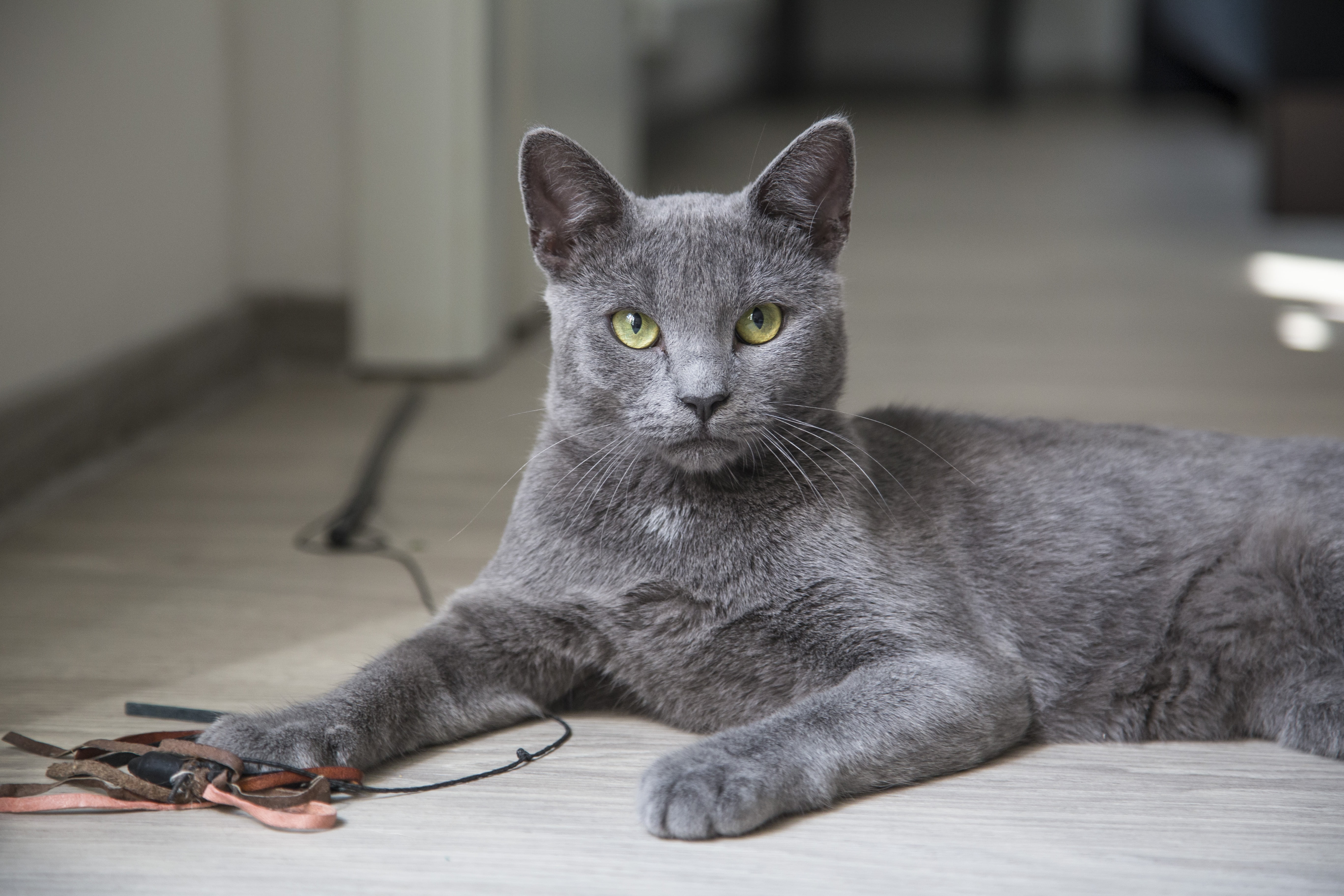 korat, relaxation, focus on foreground, blue, kitten, fur, one animal, no people, parquet, indoors, home, 5K, eyes, close-up, feline, depth, kitty, animal head, HD Wallpaper