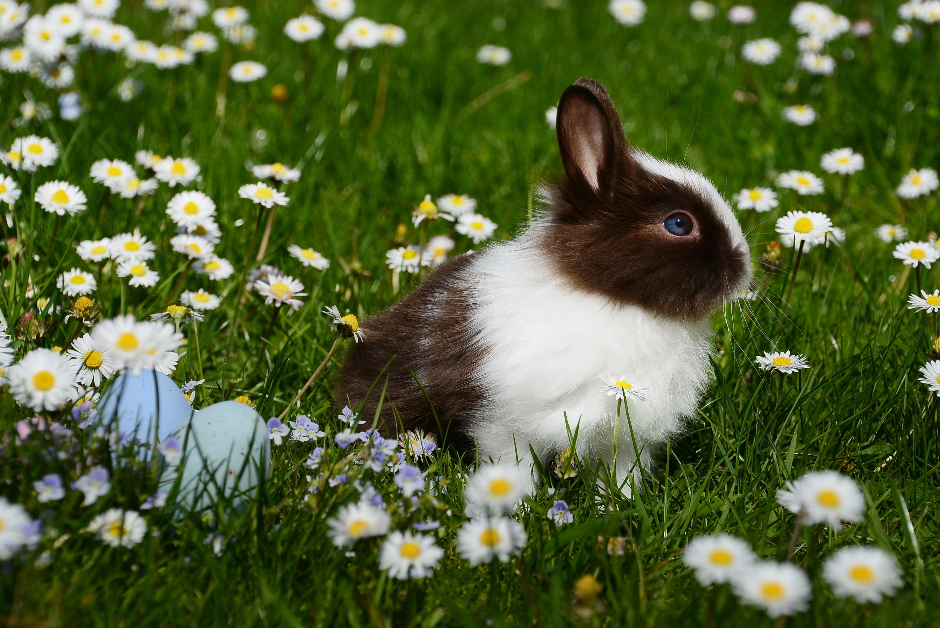 rabbit, flower, happy easter, field, animal, daytime, one animal, flowers, freshness, animal world, rodent, rush, animal themes, vertebrate, rabbit - animal, HD Wallpaper