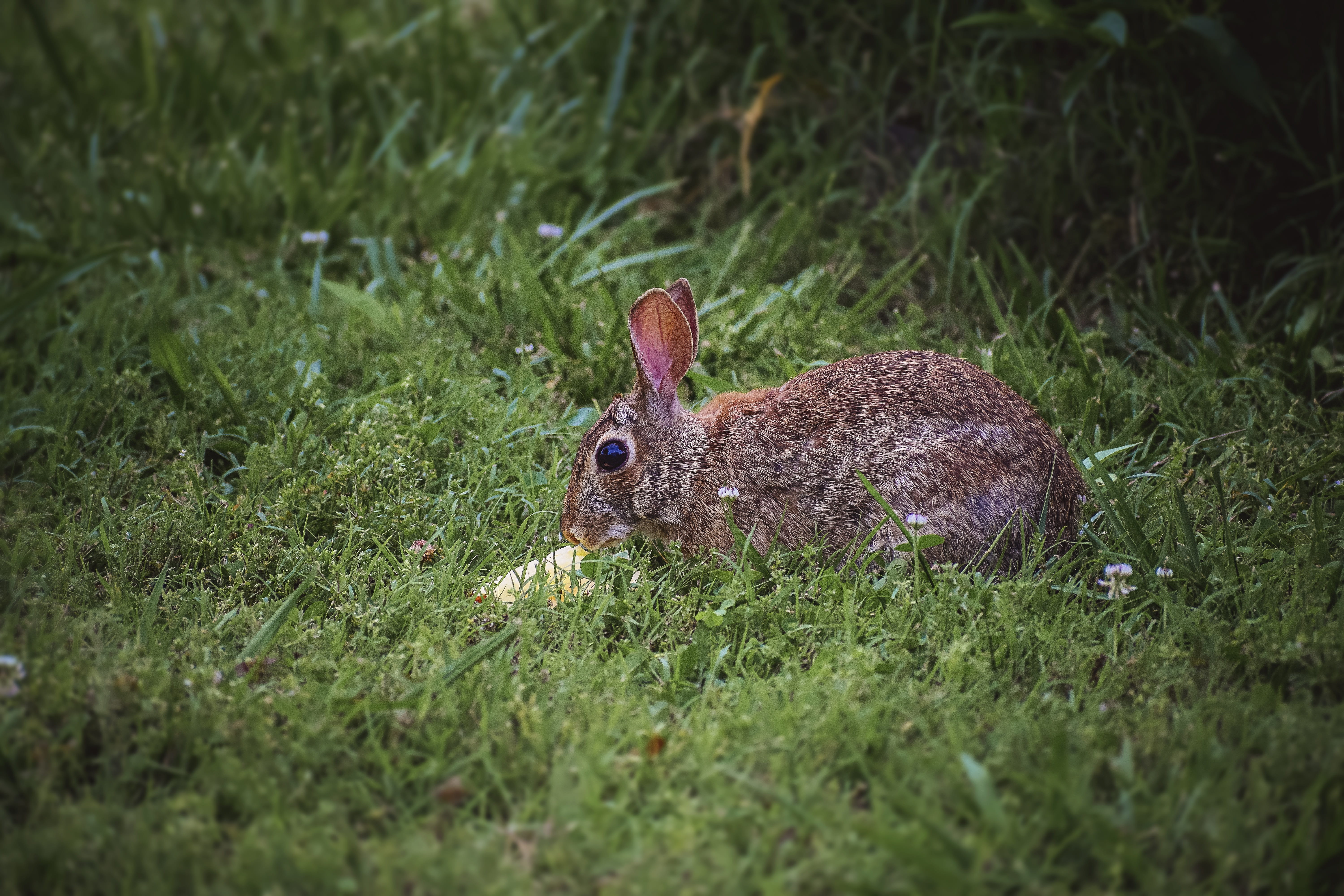 green, decoration, field, side view, herbivorous, celebration, nature, springtime, meadow, mammal, white, summer, spring, animals in the wild, sun, no people, HD Wallpaper
