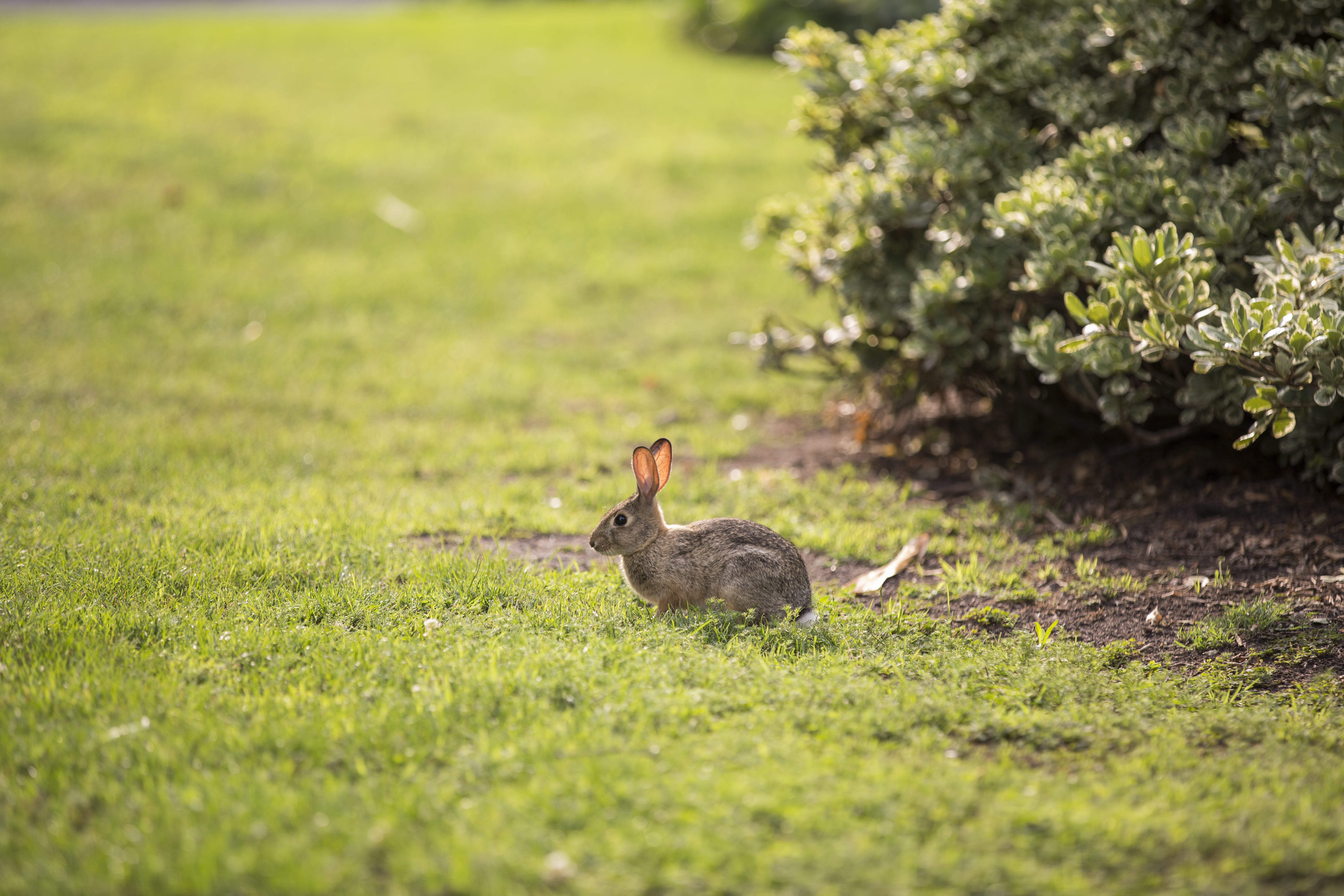 young bird, animal, adorable, easter, furry, land, young animal, plant, nature, fur, hare, outdoors, fluffy, bunny, bunny ears, animal wildlife, mammal, HD Wallpaper