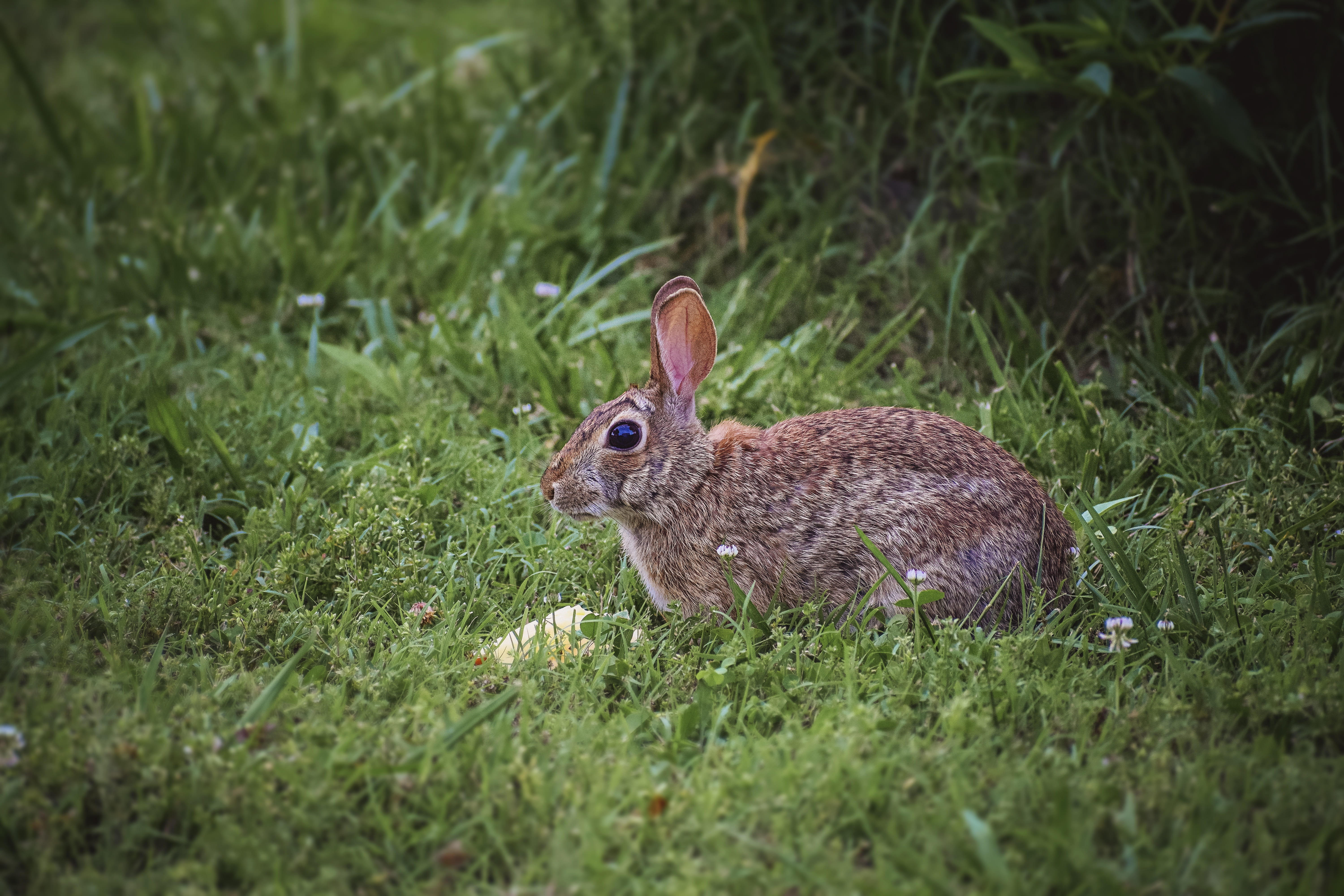 summer, vertebrate, day, animal wildlife, animal, nature, outdoor, symbol, season, cute, green, easter, hunt, white, little, one animal, outdoors, growth, HD Wallpaper