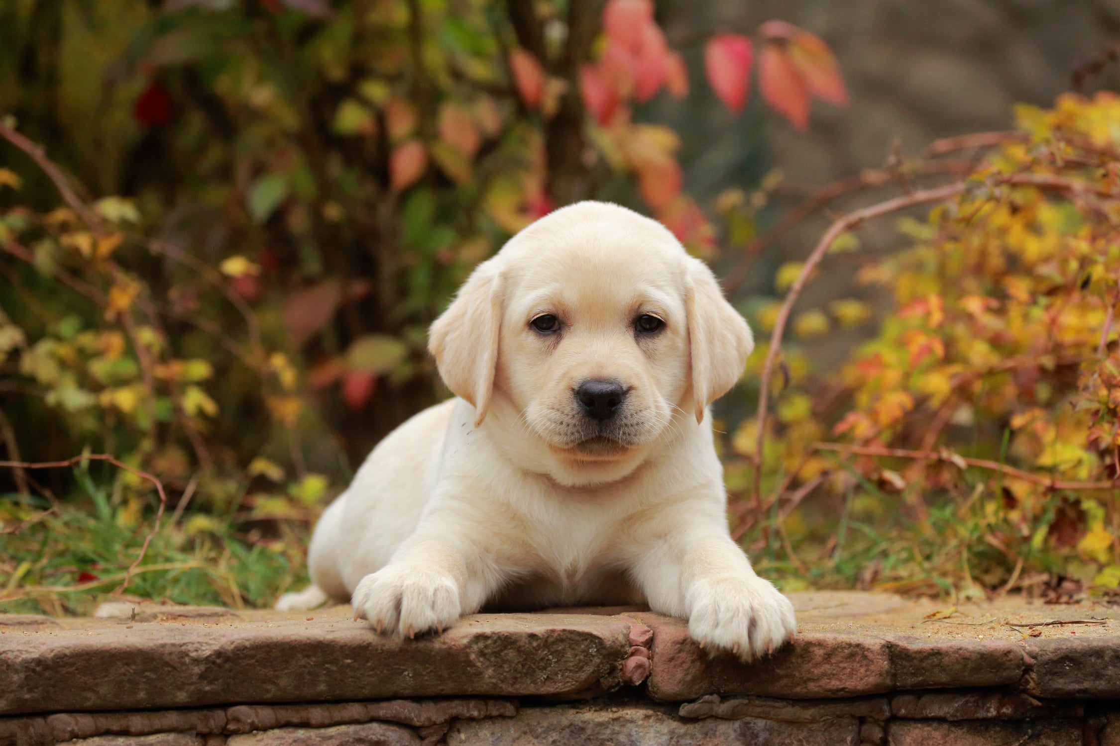 1080P, Pet, Labrador Retriever, Dog, Puppy, Baby Animal, Dogs, HD Wallpaper