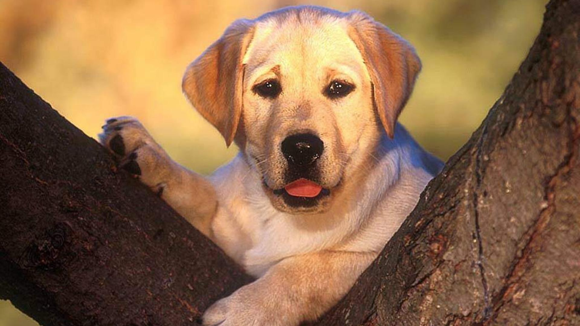 puppy, pets, animals, tree, nature, dogs, pup, behind, 1080P, labrador, HD Wallpaper
