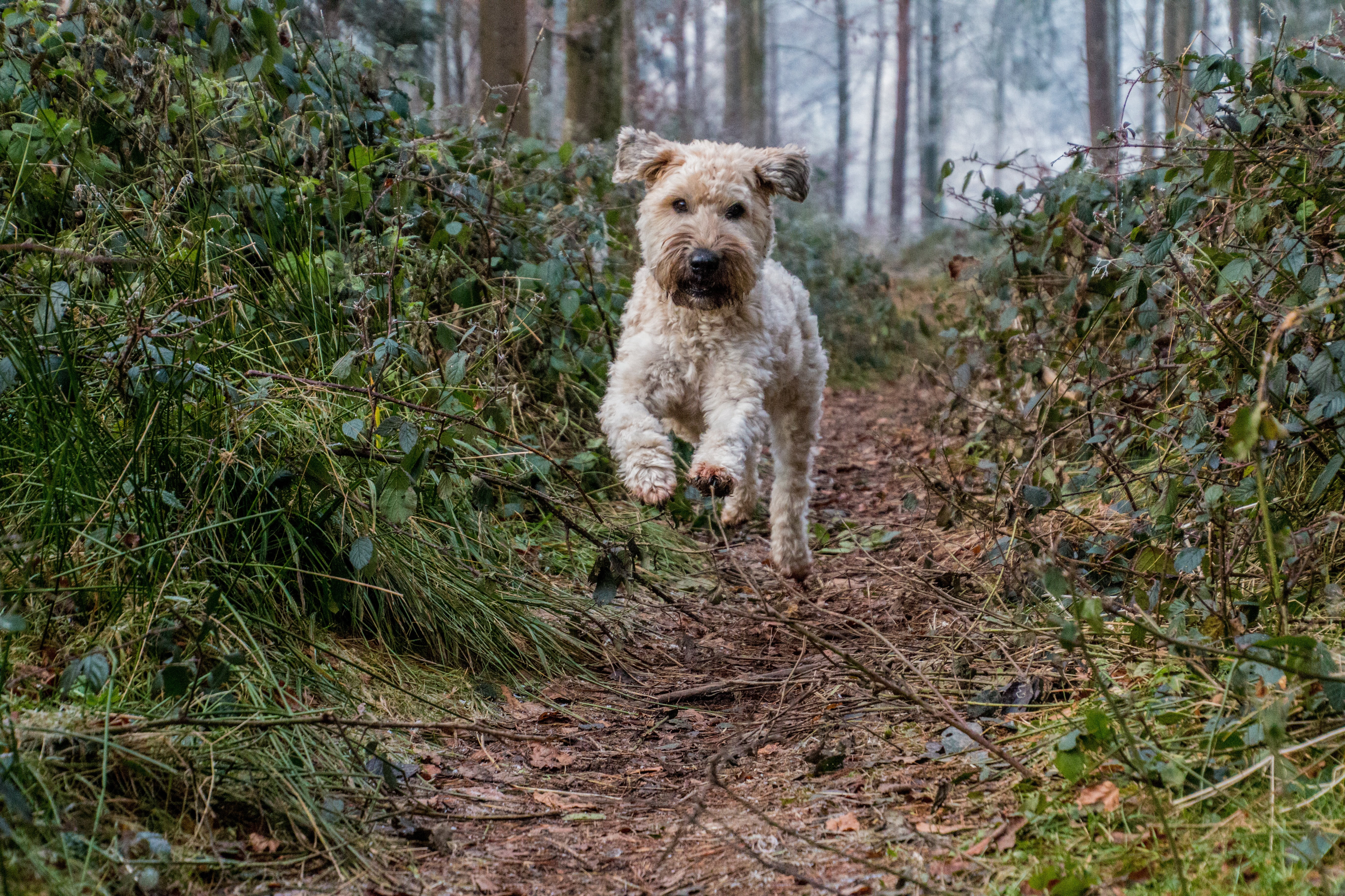 domestic, soft, domestic animals, outdoors, day, wheaten, animal themes, no people, young dog, irish soft coated wheaten terrier, field, canine, jump, purebred Dog, HD Wallpaper