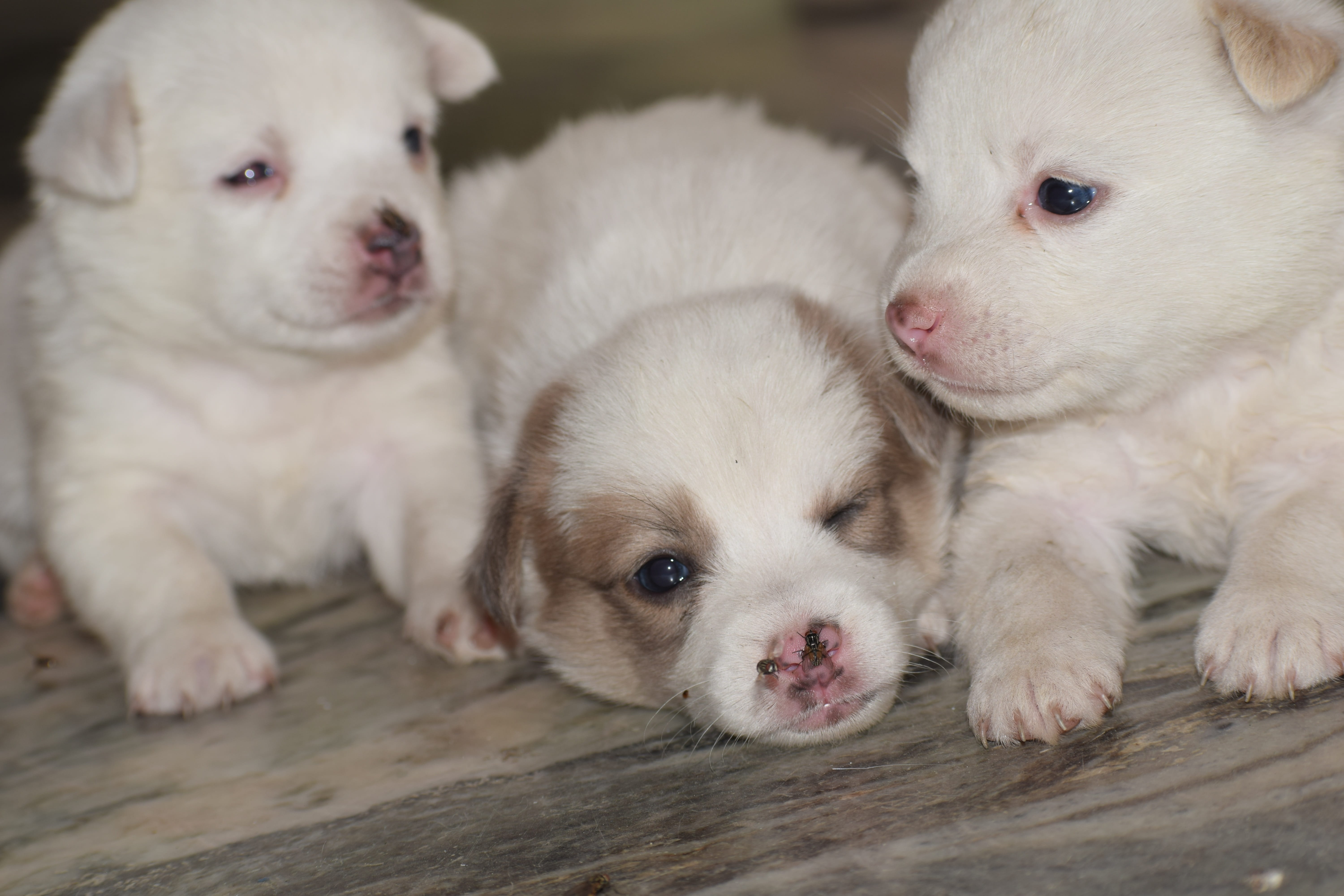 pets, portrait, pup, young animal, adorable, group of animals, young, mammal, domestic, puppy, small, close-up, no people, puppies, animal family, cute, HD Wallpaper