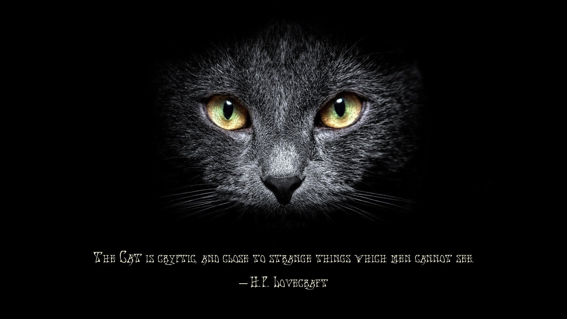 1080P, Misc, Cat, Quote, H.P. Lovecraft, HD Wallpaper