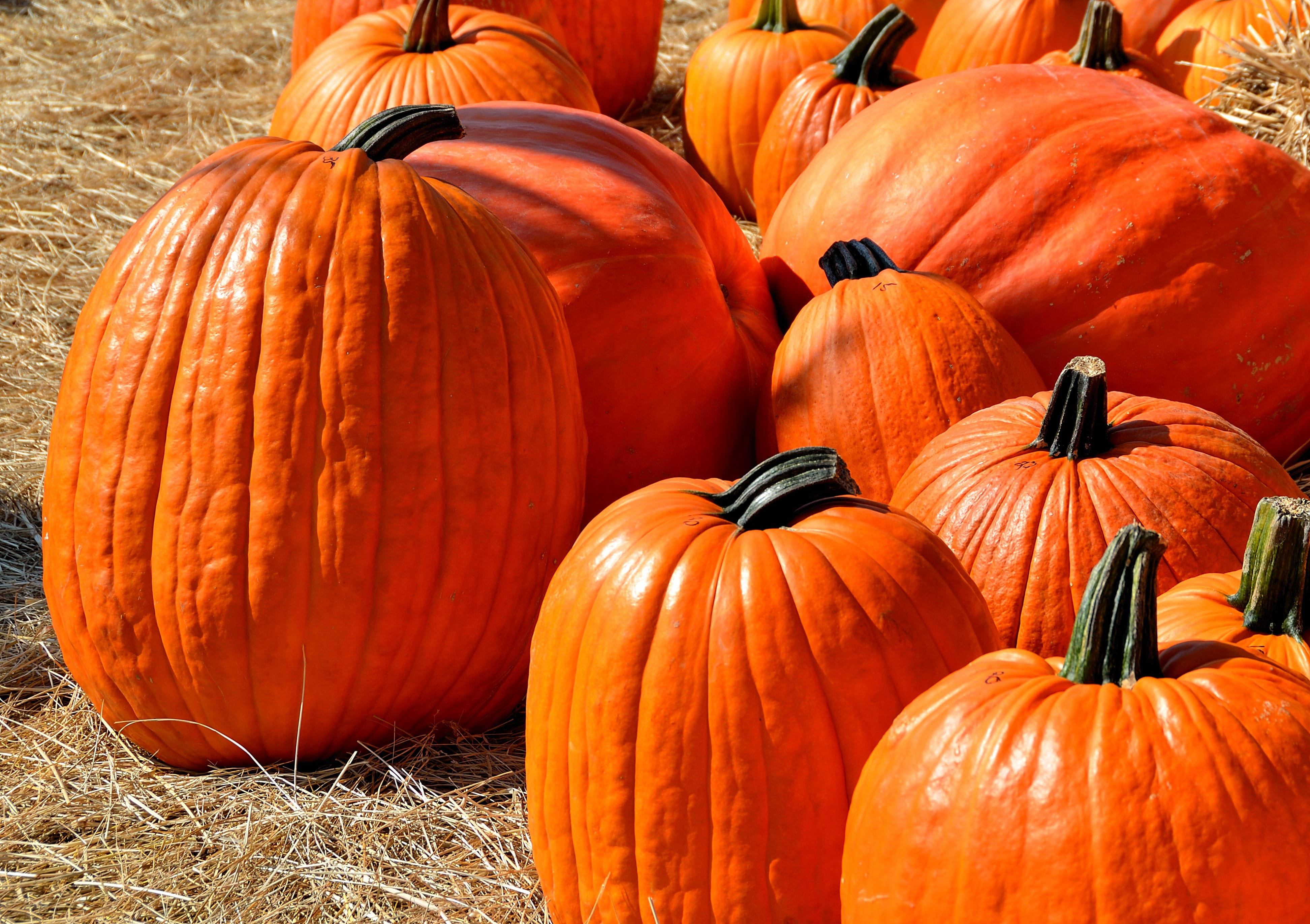 pumpkin, day, horror, wellbeing, trick, nature, food and drink, halloween, halloween pumpkin, plant, vegetable, happy, festival, face, autumn, 4K, large group of objects, HD Wallpaper