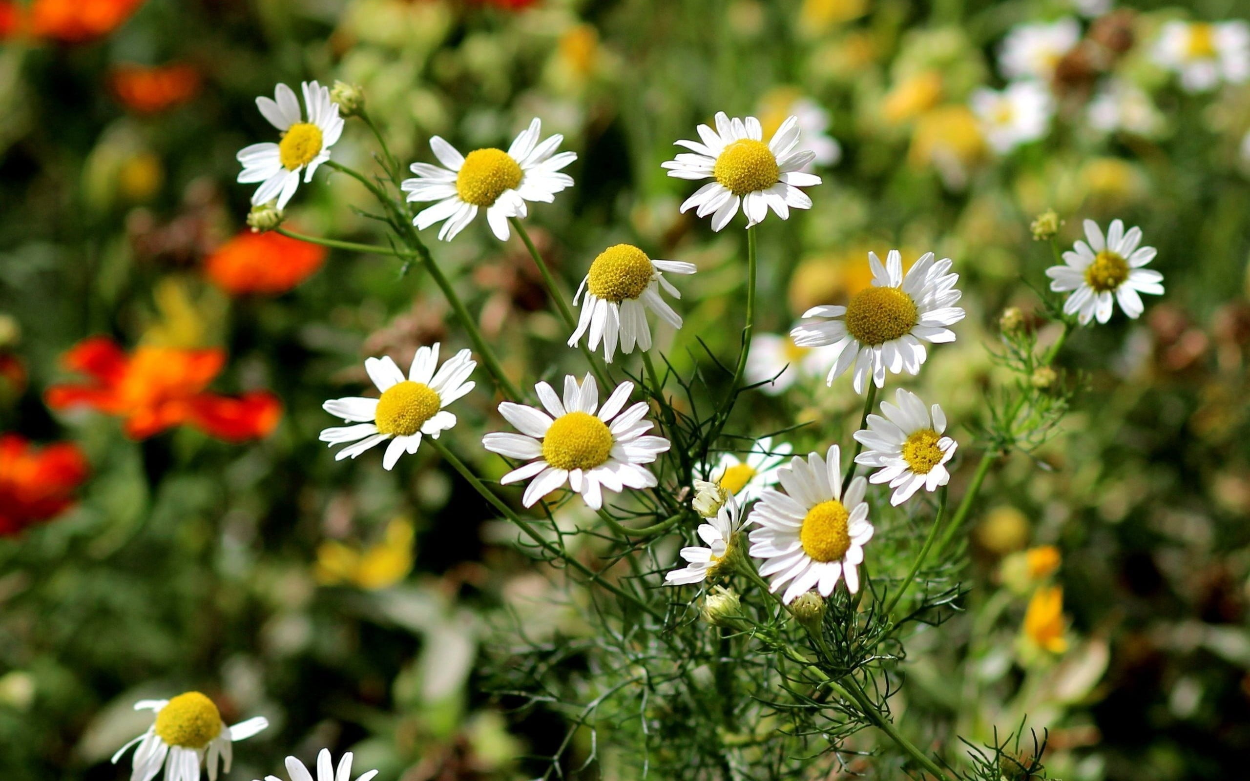 matricaria, flowers, nature, day, petal, growth, close-up, yellow, botany, 2K, fragility, flowering plant, aster, white, pollen, beauty in nature, vulnerability, HD Wallpaper