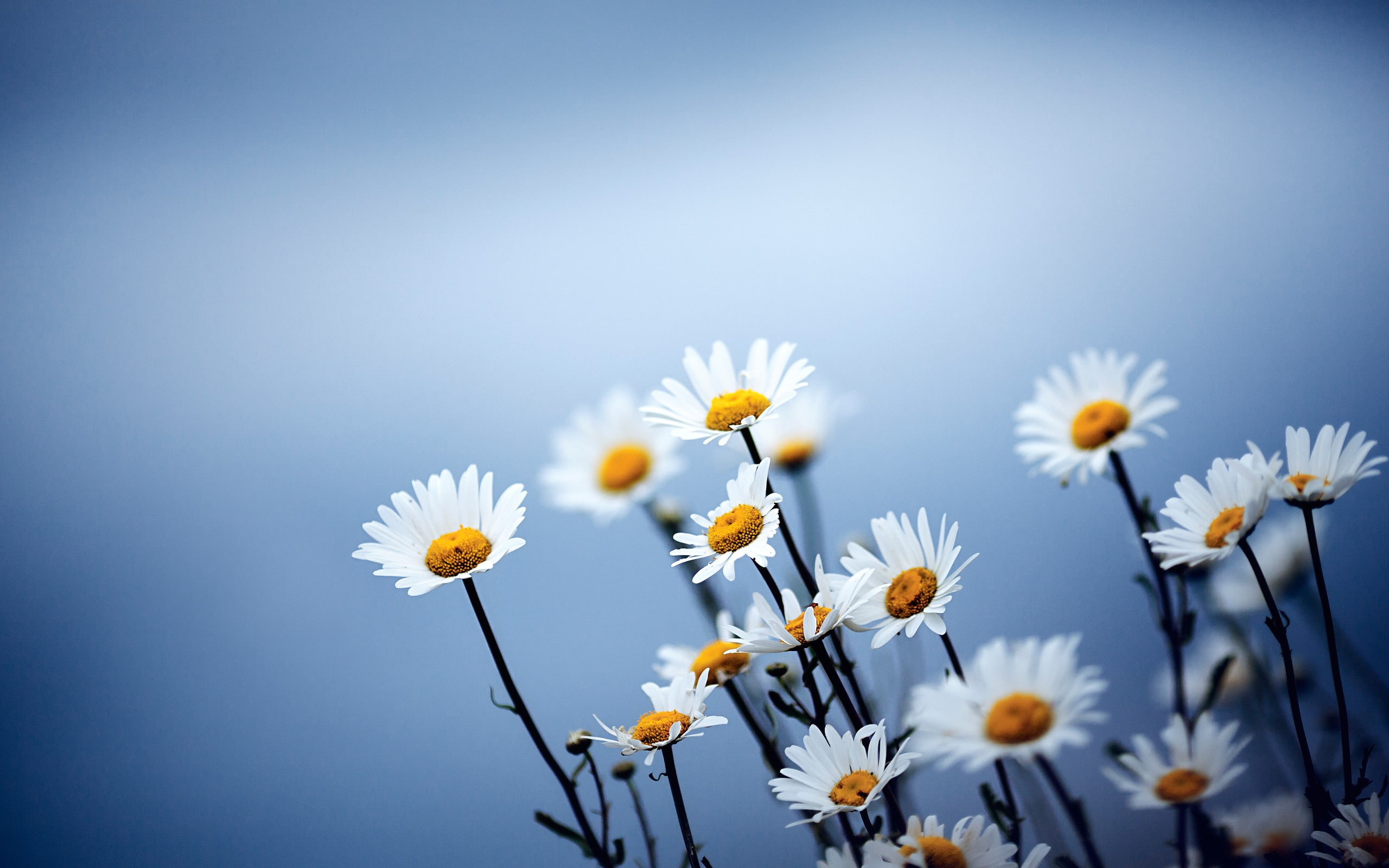 beauty in nature, no people, 2K, blue, flower, petal, vulnerability, colored background, blue background, yellow, matricaria, flowering plant, flower head, HD Wallpaper