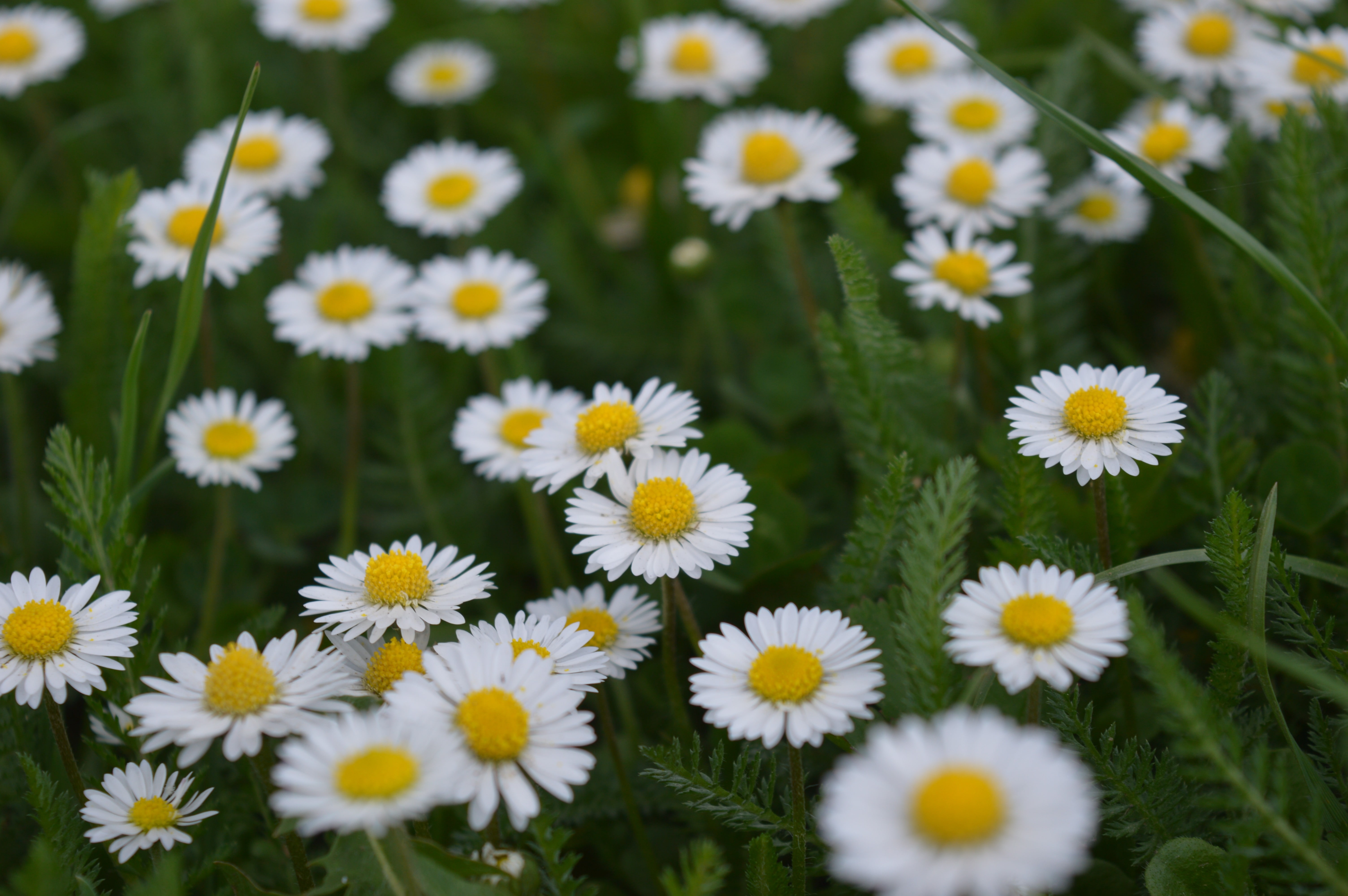 beauty in nature, day, petal, pollen, plant, yellow, vulnerability, flower, outdoors, growth, 5K, white flowers, springtime, flower head, fragility, flowering plant, HD Wallpaper