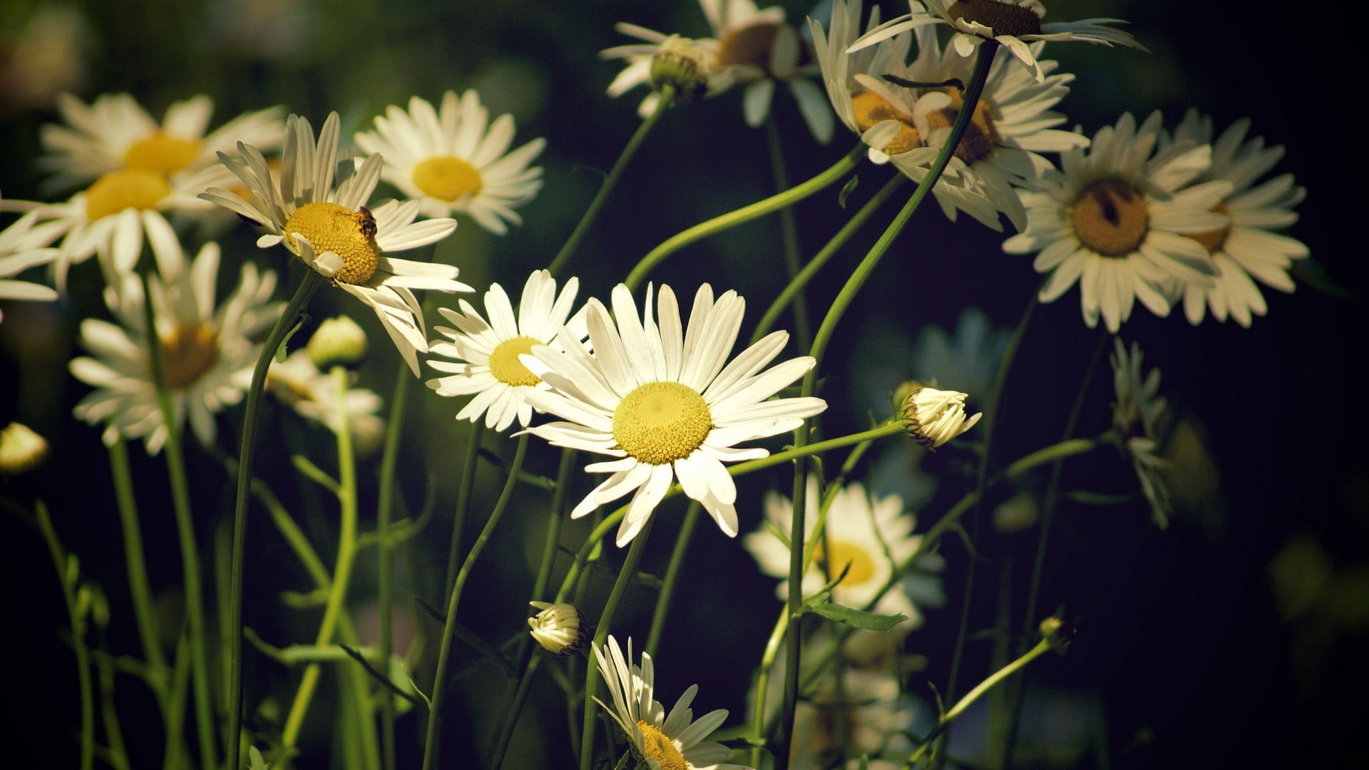 daisy, matricaria, focus on foreground, flower head, beauty in nature, fragility, plant, nature, growth, flowering plant, inflorescence, petal, no people, HD Wallpaper