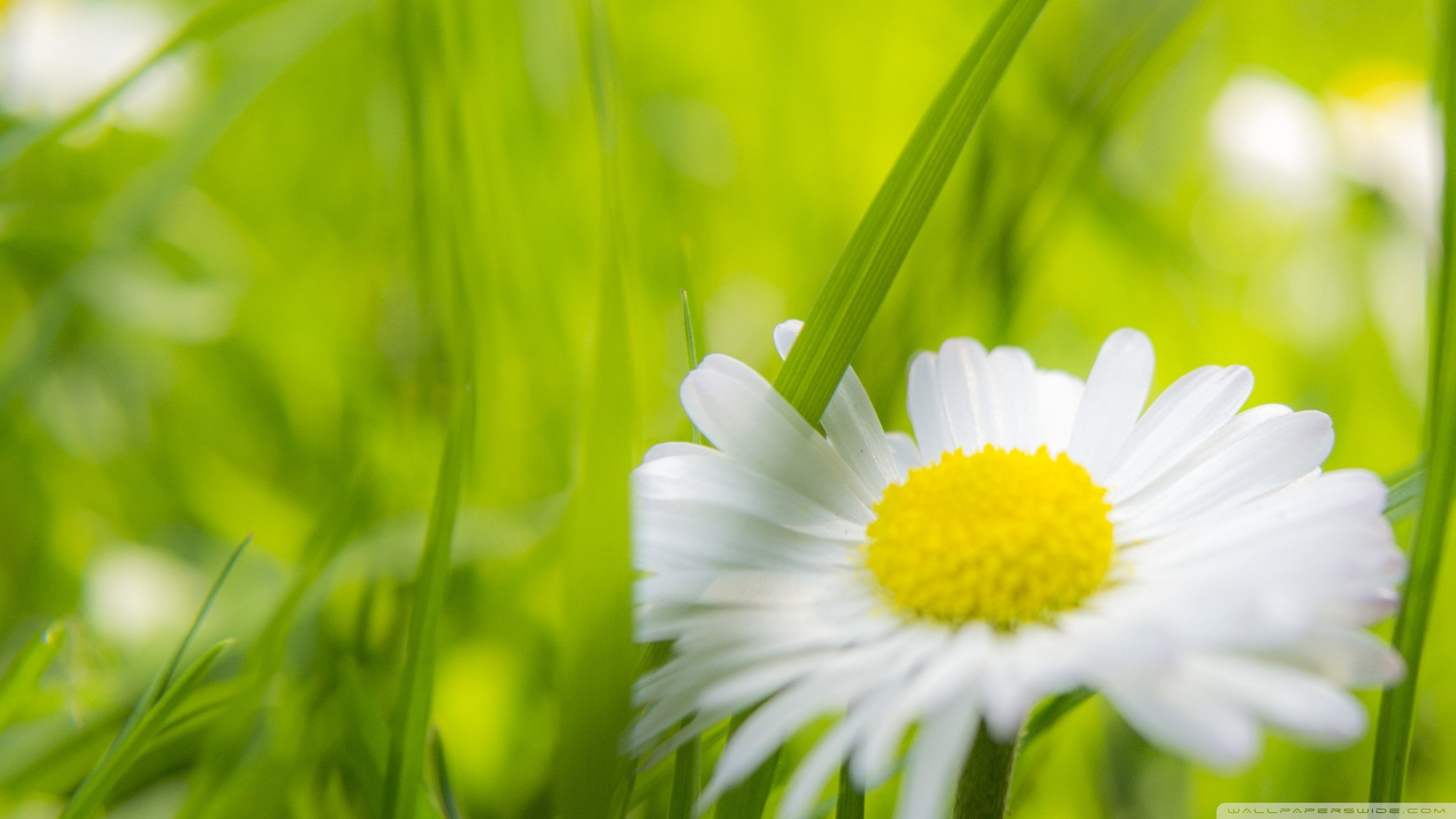 flowers, daisies, matricaria, 1080P, HD Wallpaper