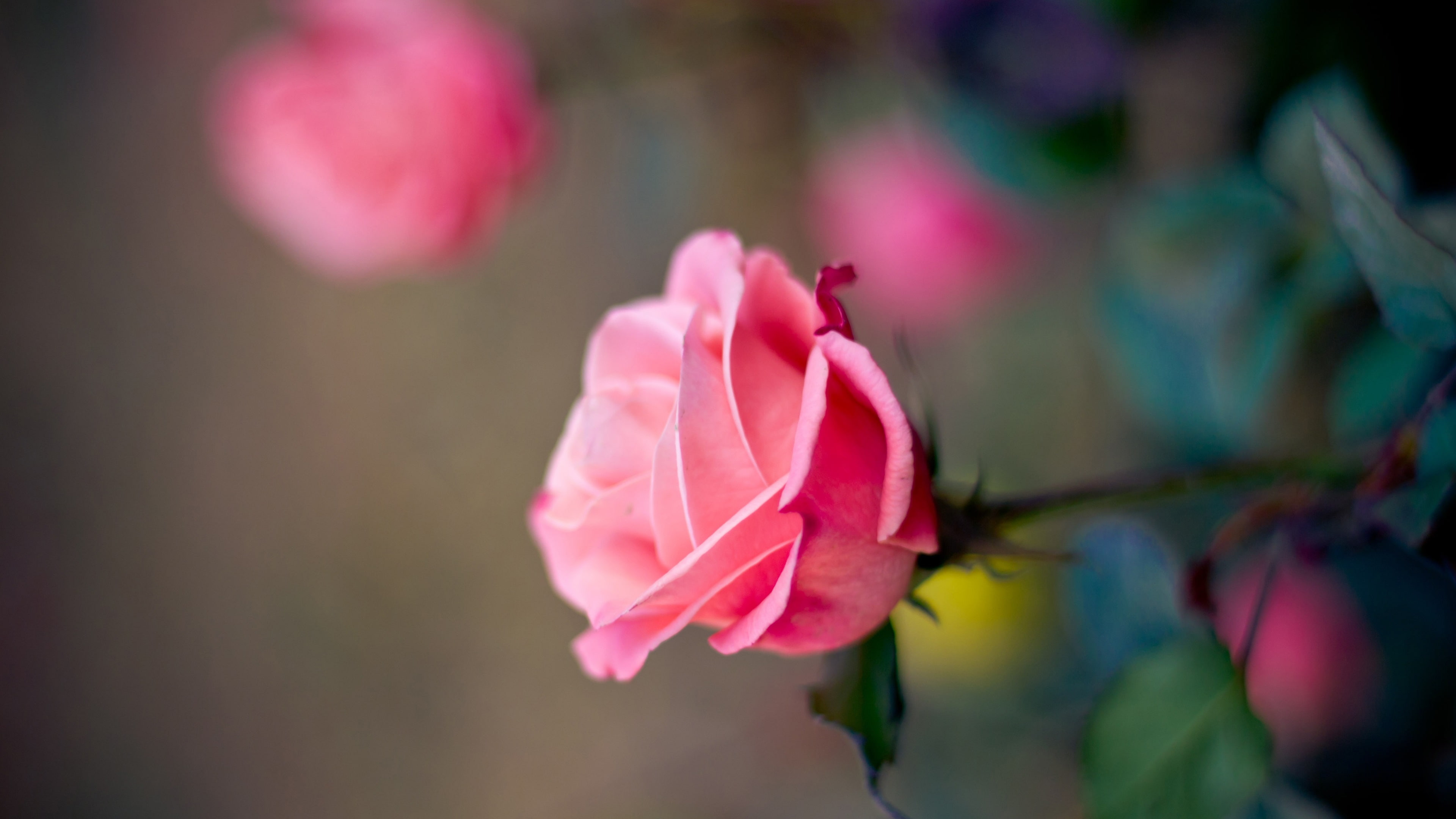 Pink, Bokeh, Rose, Macro, Photography, 4K, Flower, HD Wallpaper