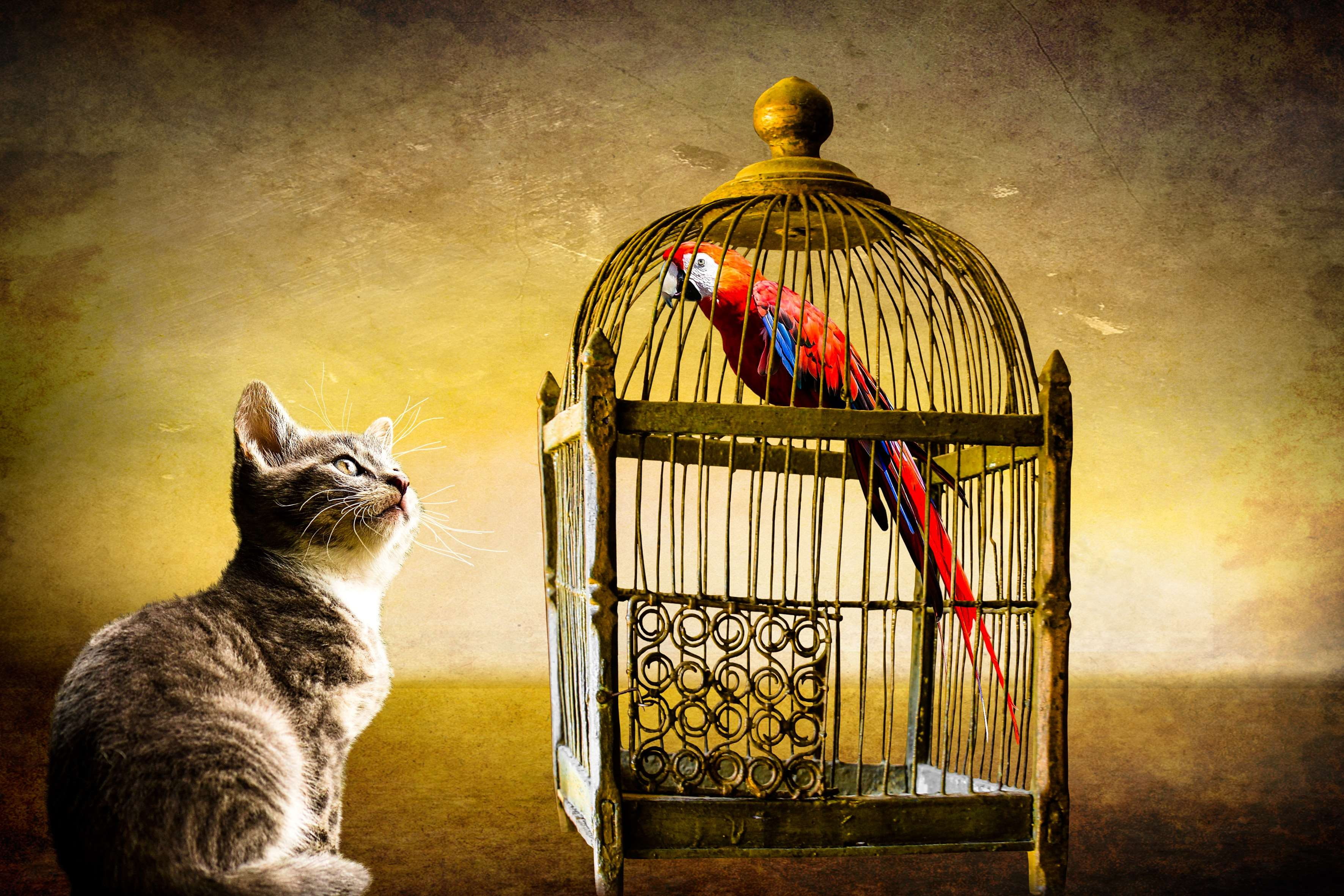 domestic cat, bird, parrot, watch, one animal, mammal, animals, sitting, vignette, golden, feline, dom, wall - building feature, auto post production filter, HD Wallpaper