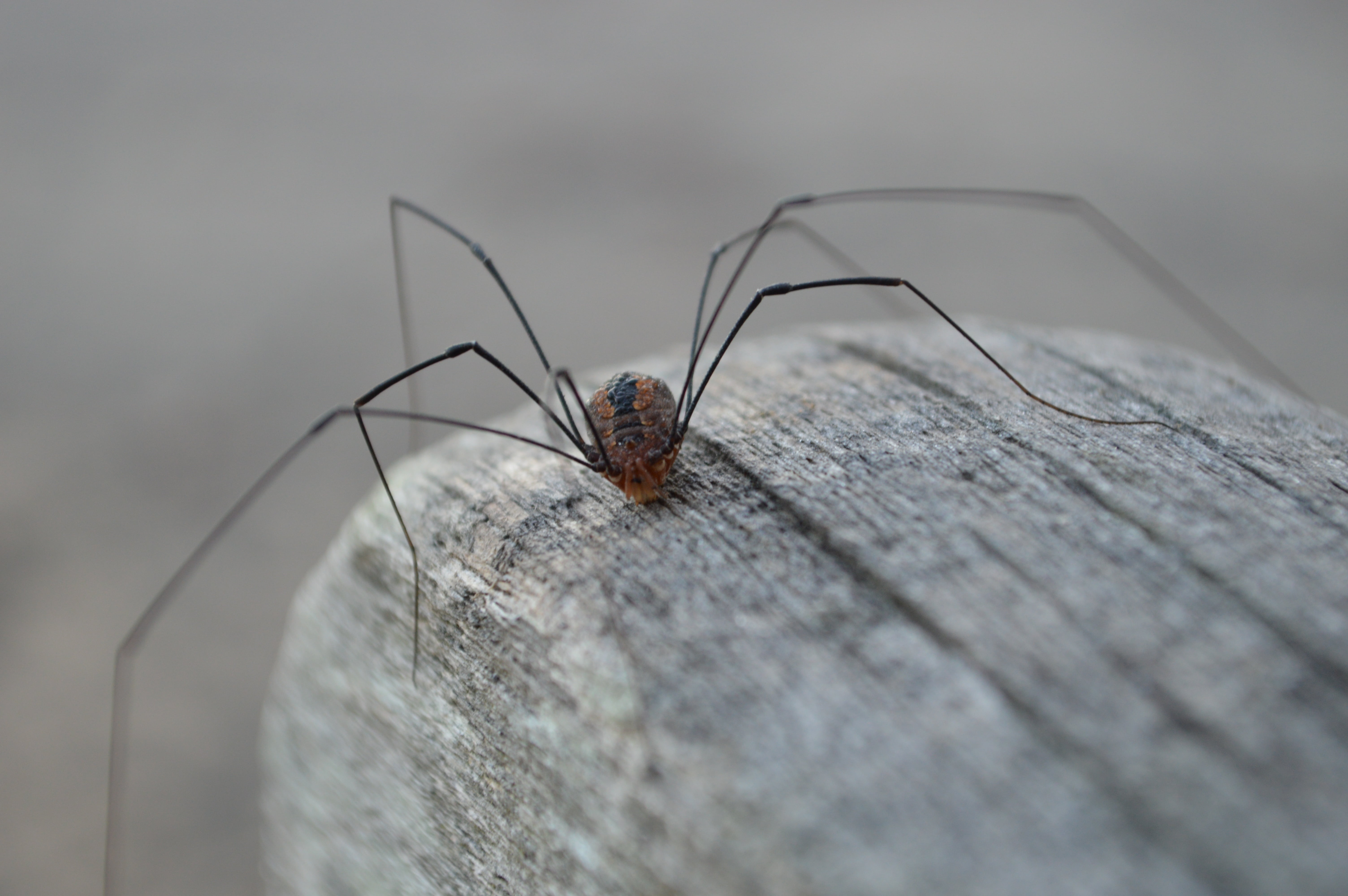 arthropod, arachnid, animal body part, invertebrate, animal leg, natural condition, arachnida, insect, macro, selective focus, 5K, long-legs, one animal, HD Wallpaper