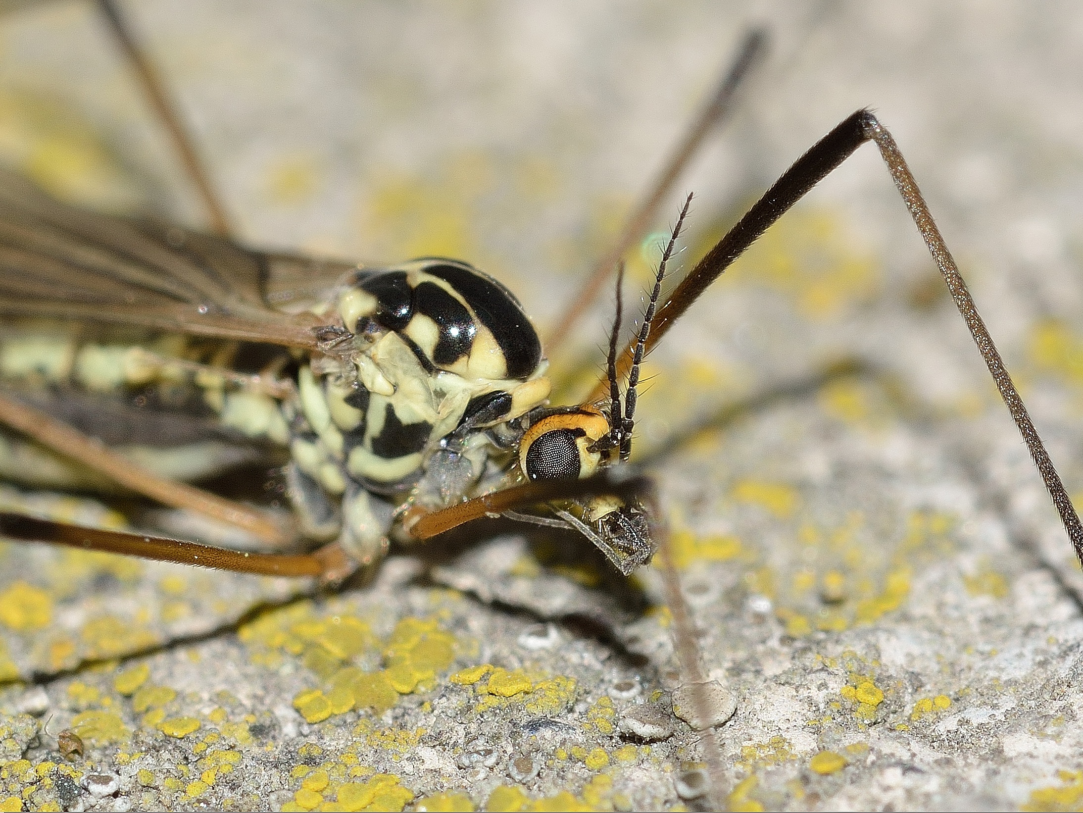 outdoors, spider, animal wing, diptera, animal leg, animal body part, selective focus, no people, insects, 1080P, close-up, animals in the wild, animal eye, HD Wallpaper