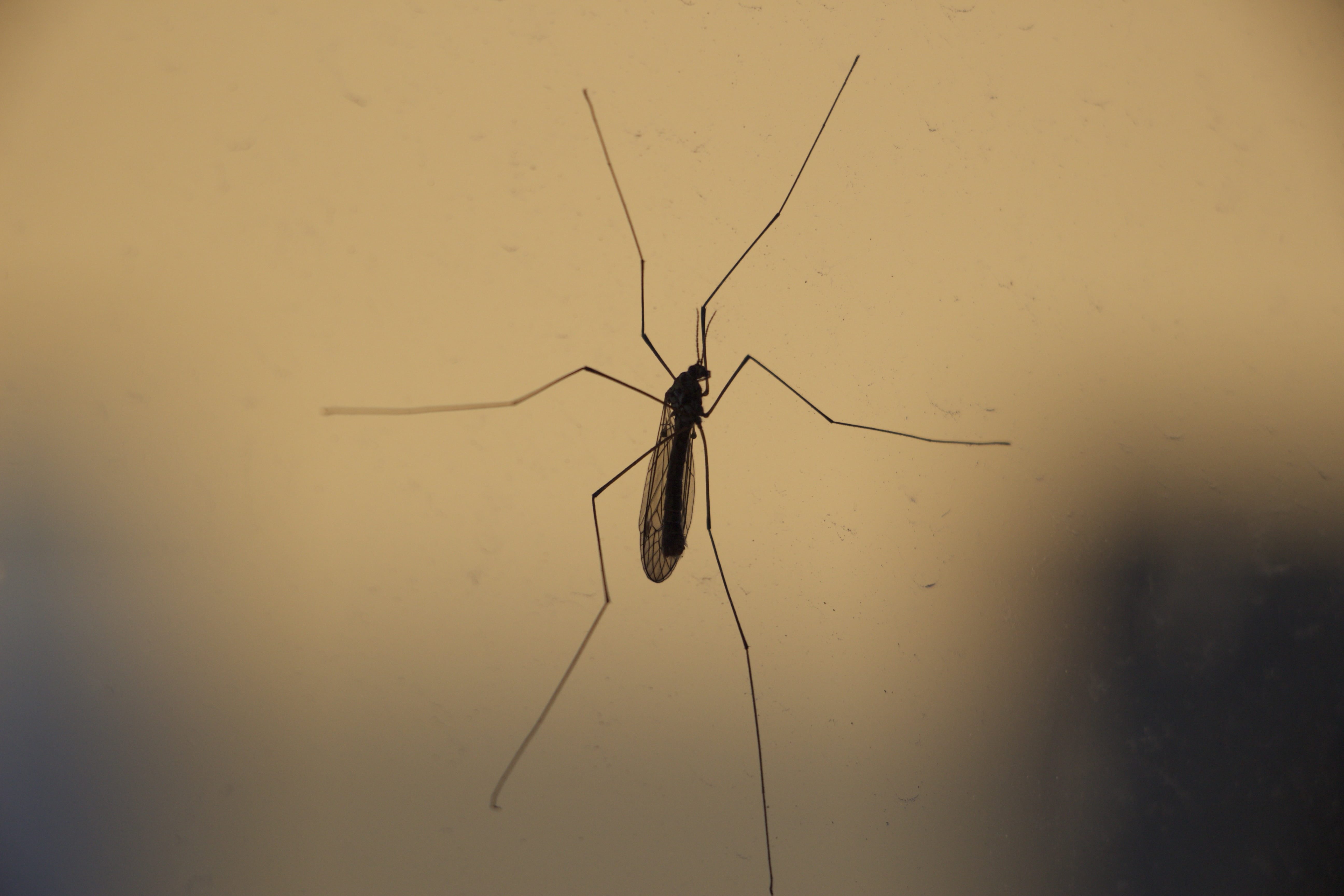 insect, animal body part, outdoors, crane-fly, animal wing, spider, animal antenna, daddy-longlegs, invertebrate, bug, animal wildlife, animals in the wild, HD Wallpaper