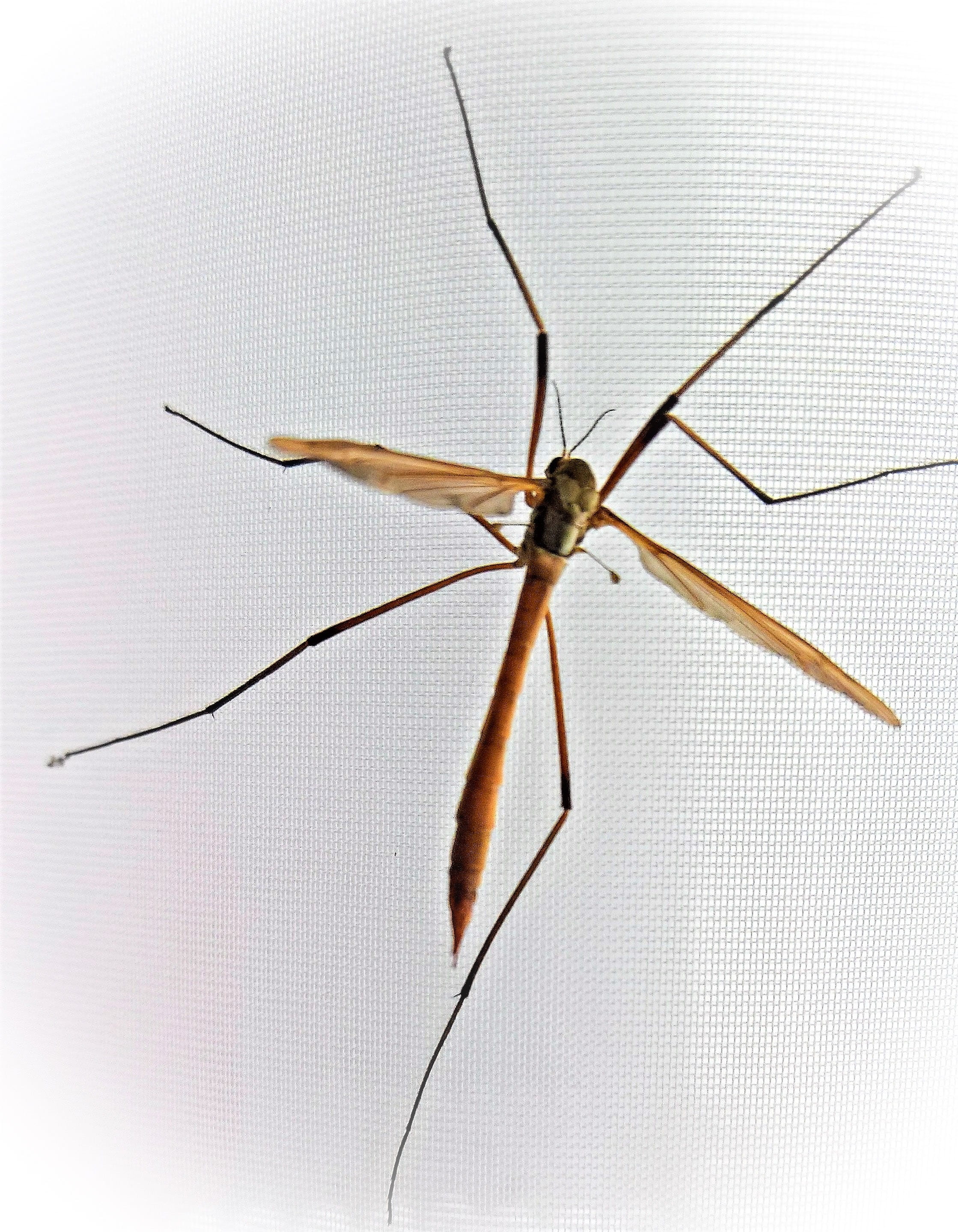 animal, one animal, pediclidae, schneider, daddy longlegs, focus on foreground, insect, mosquito, background, no people, indoors, animal body part, close-up, Phone HD Wallpaper