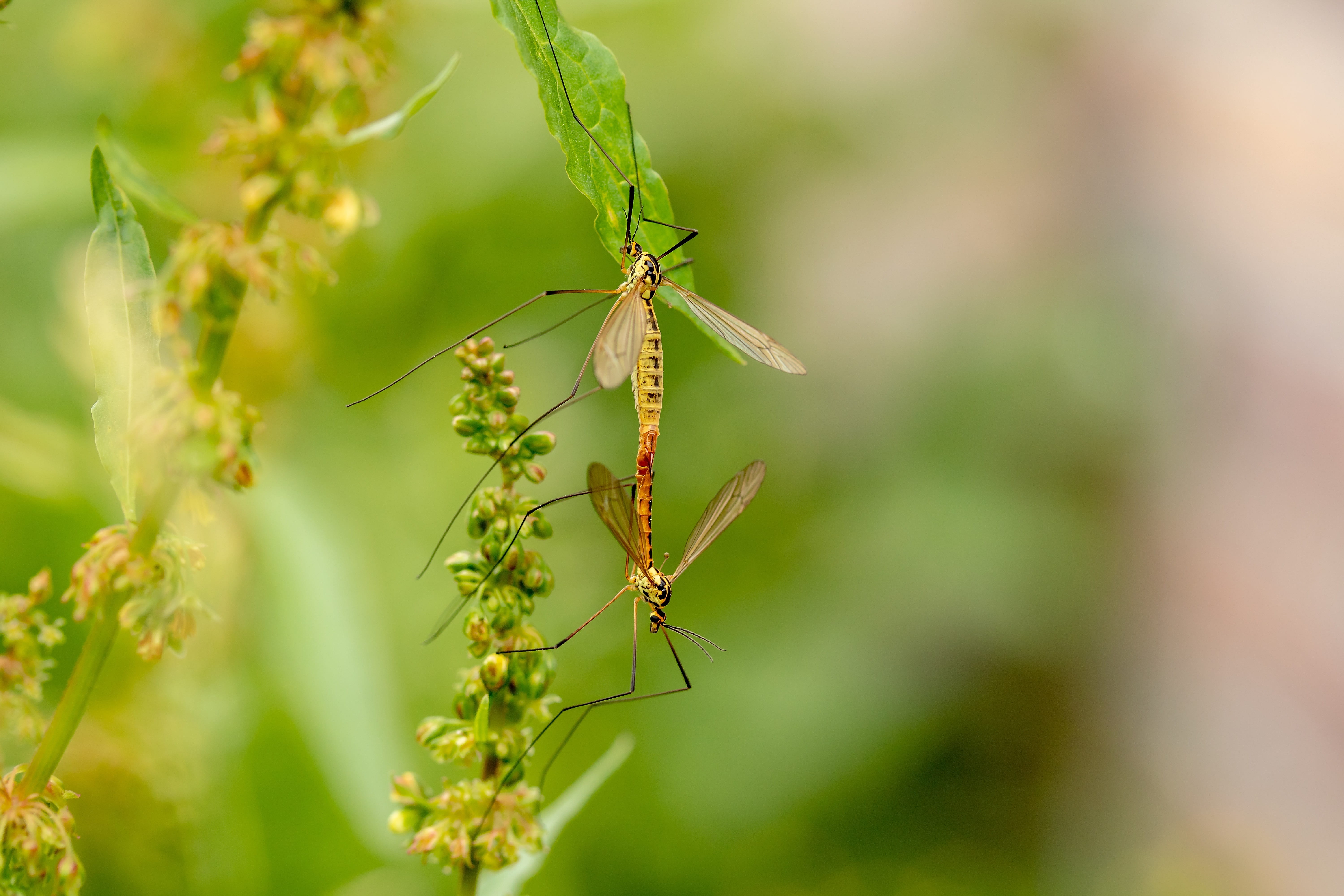 selective focus, green color, animal themes, beauty in nature, plant, close, fly, close-up, one animal, tipulidae, animals in the wild, 5K, day, diptera, HD Wallpaper