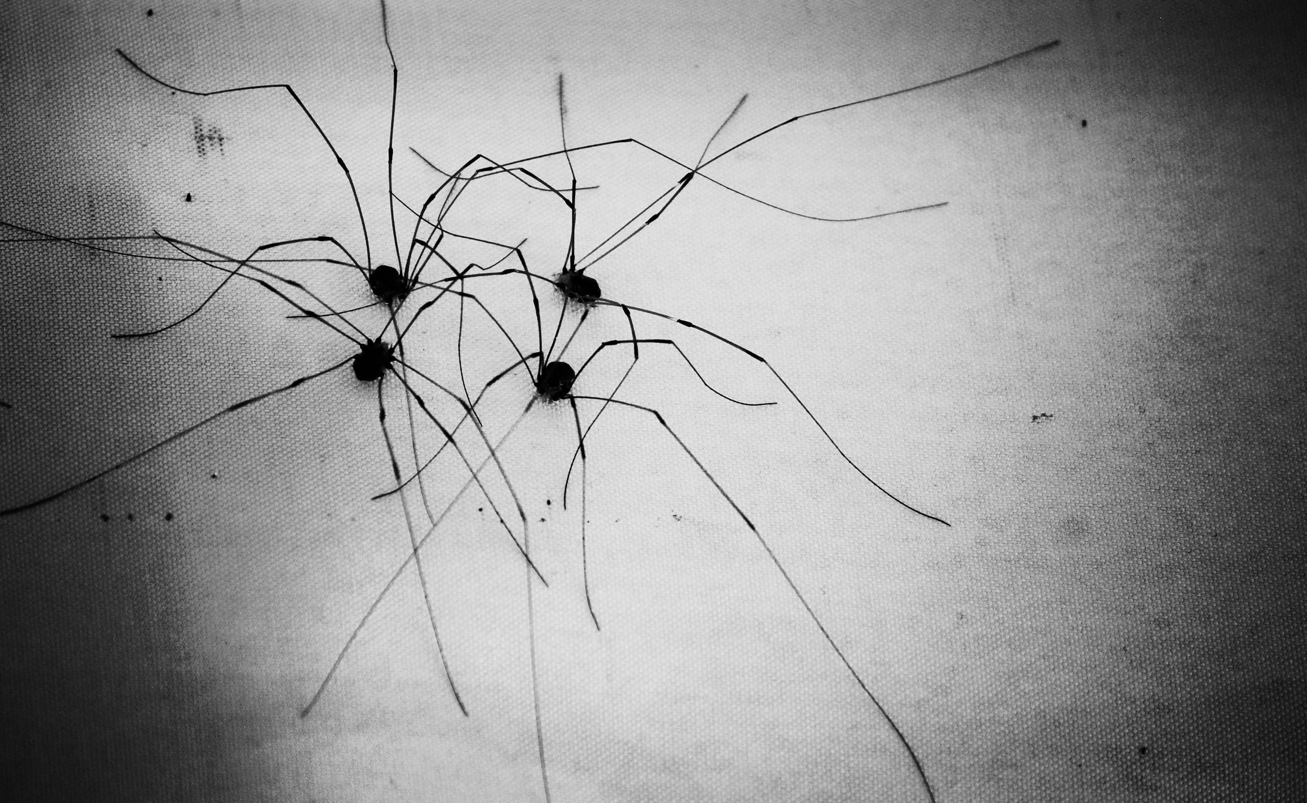 growth, spiders, plant part, dried, paper, granddaddy, White, fragility, day, Arachnids, creativity, close-up, plant, wilted plant, flower, nature, longlegs, HD Wallpaper