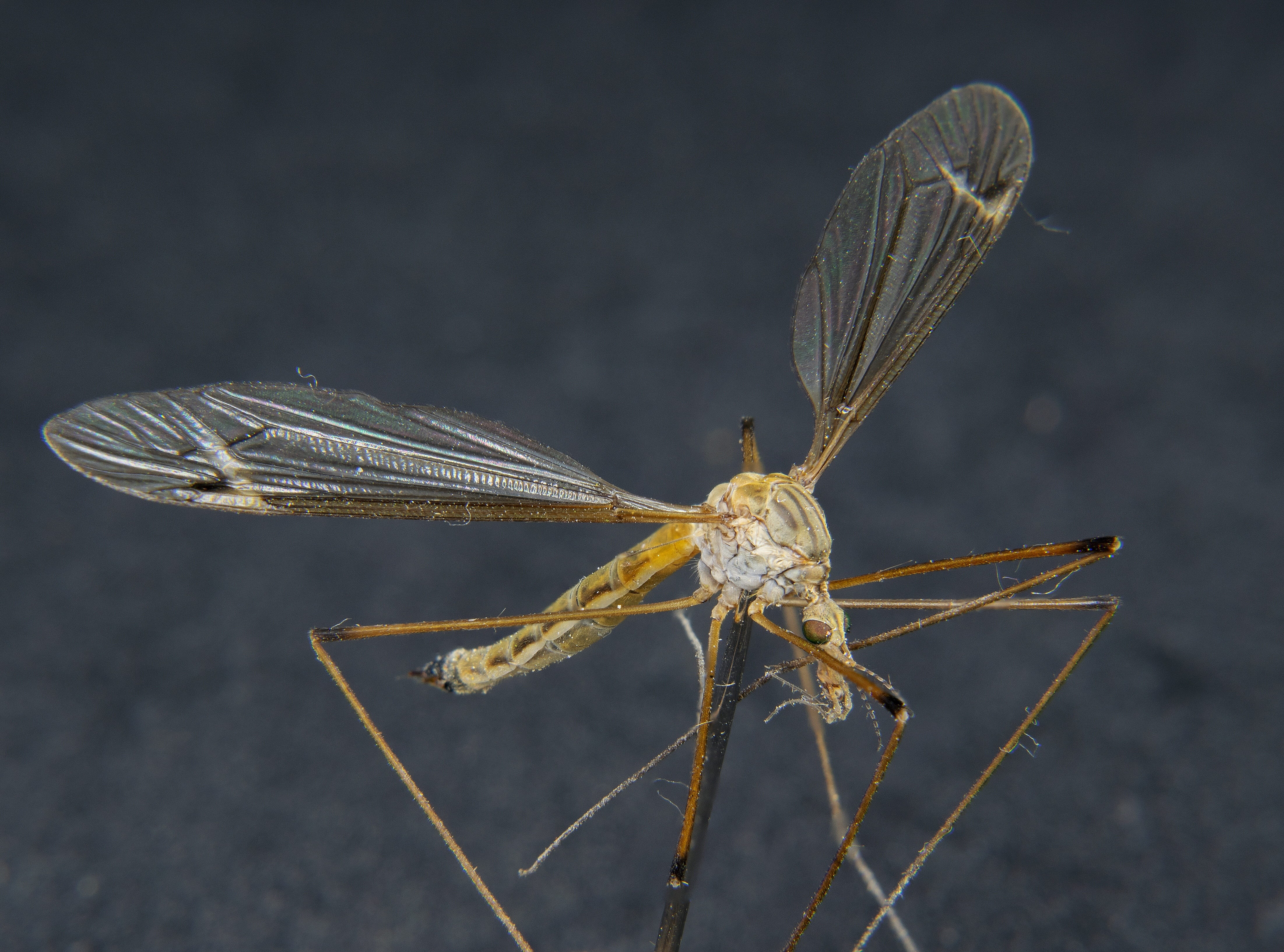 animal themes, twig, animal, macro photography, nature, zoology, animal body part, focus on foreground, macro, wiesenschnake, insect, animal eye, mosquito, HD Wallpaper
