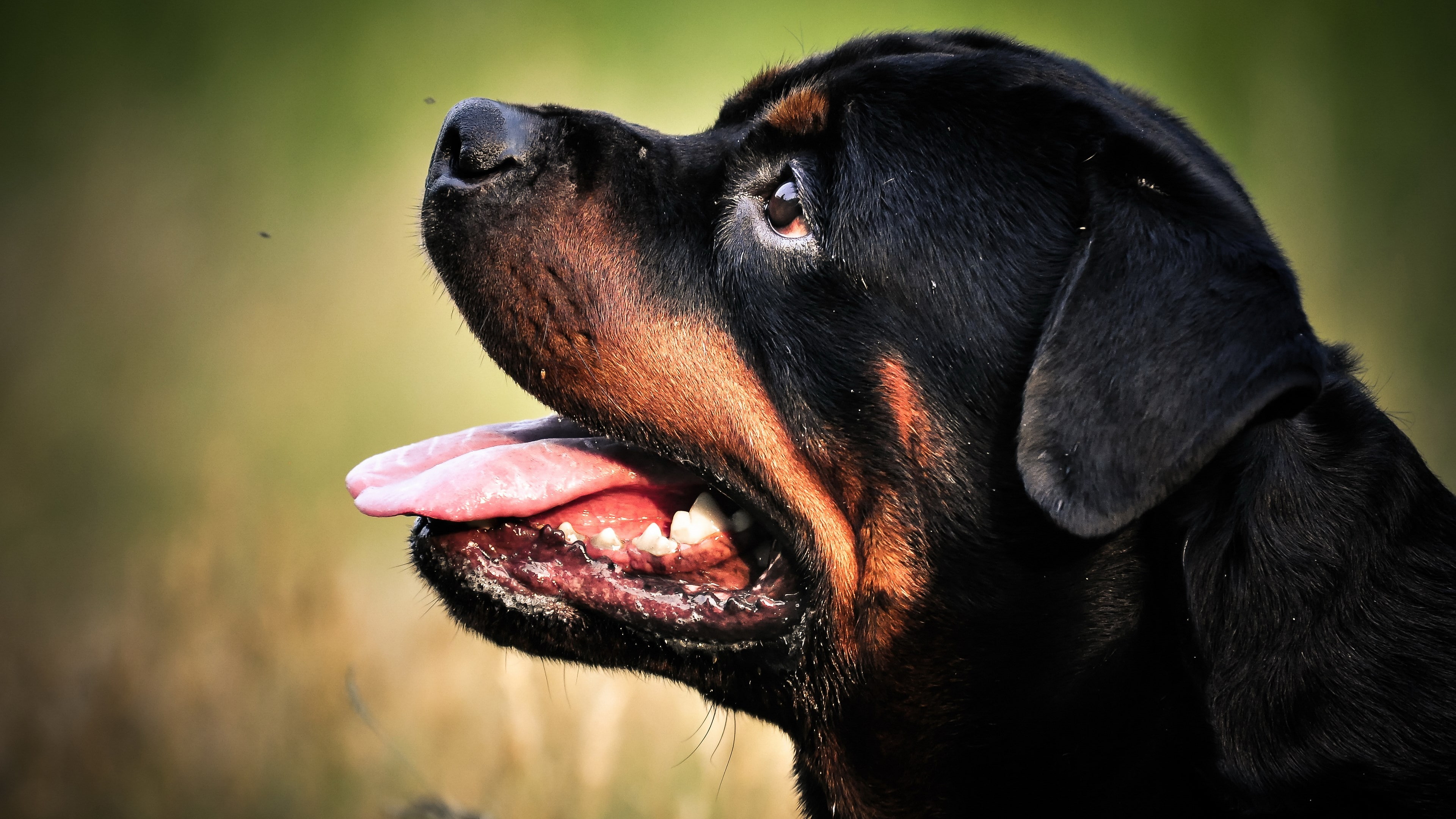 4K, animal mouth, animal head, purebred dog, animal, pets, rottweiler dog picture hd, animal body part, domestic animals, vertebrate, day, mouth open, HD Wallpaper