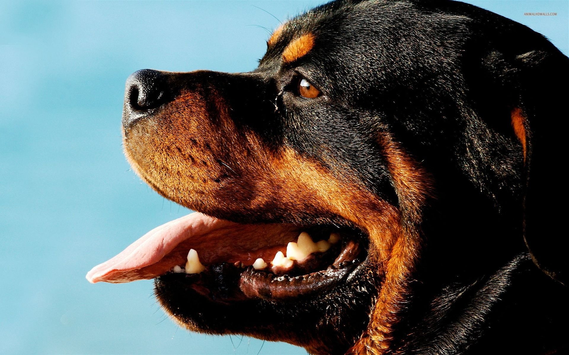 1080P, rottweiler, dog, dogs, HD Wallpaper