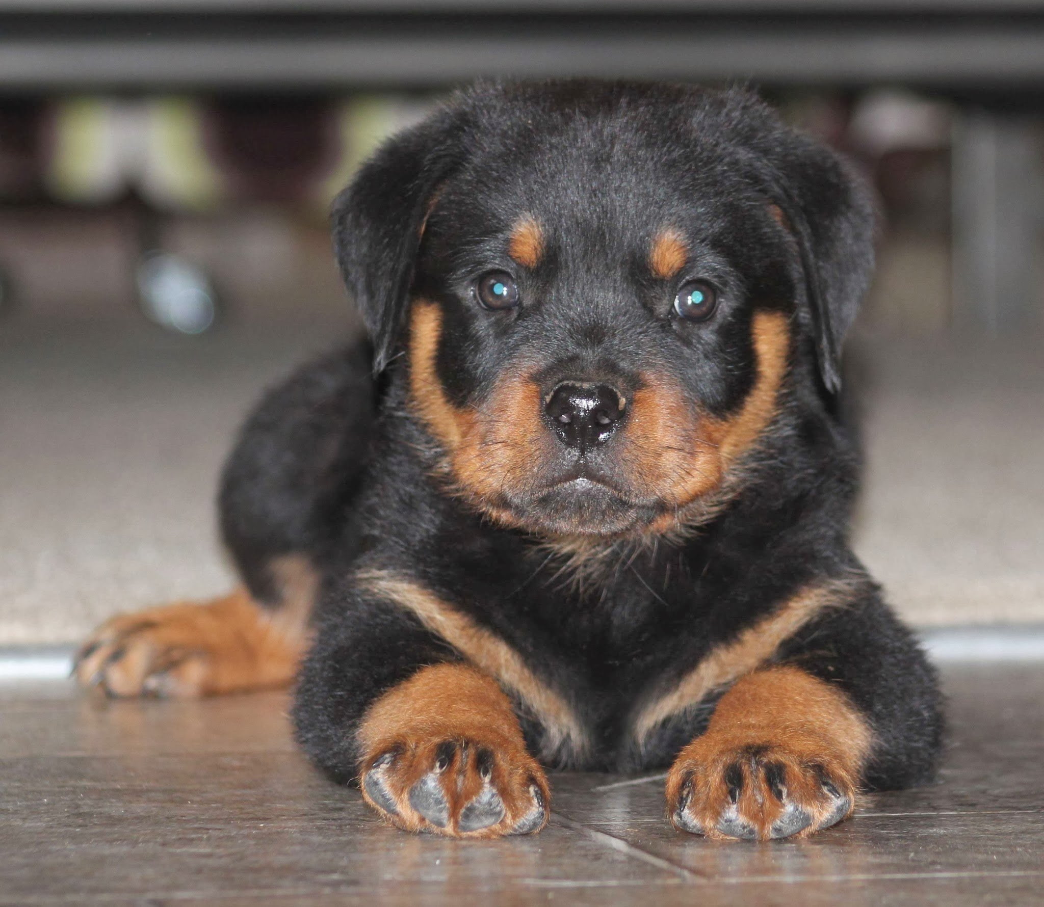 purebred dog, animal, dog, sitting, relaxation, animal head, young animal, domestic animals, brown, 1080P, canine, Rottweiler, mammal, portrait, dogs, HD Wallpaper