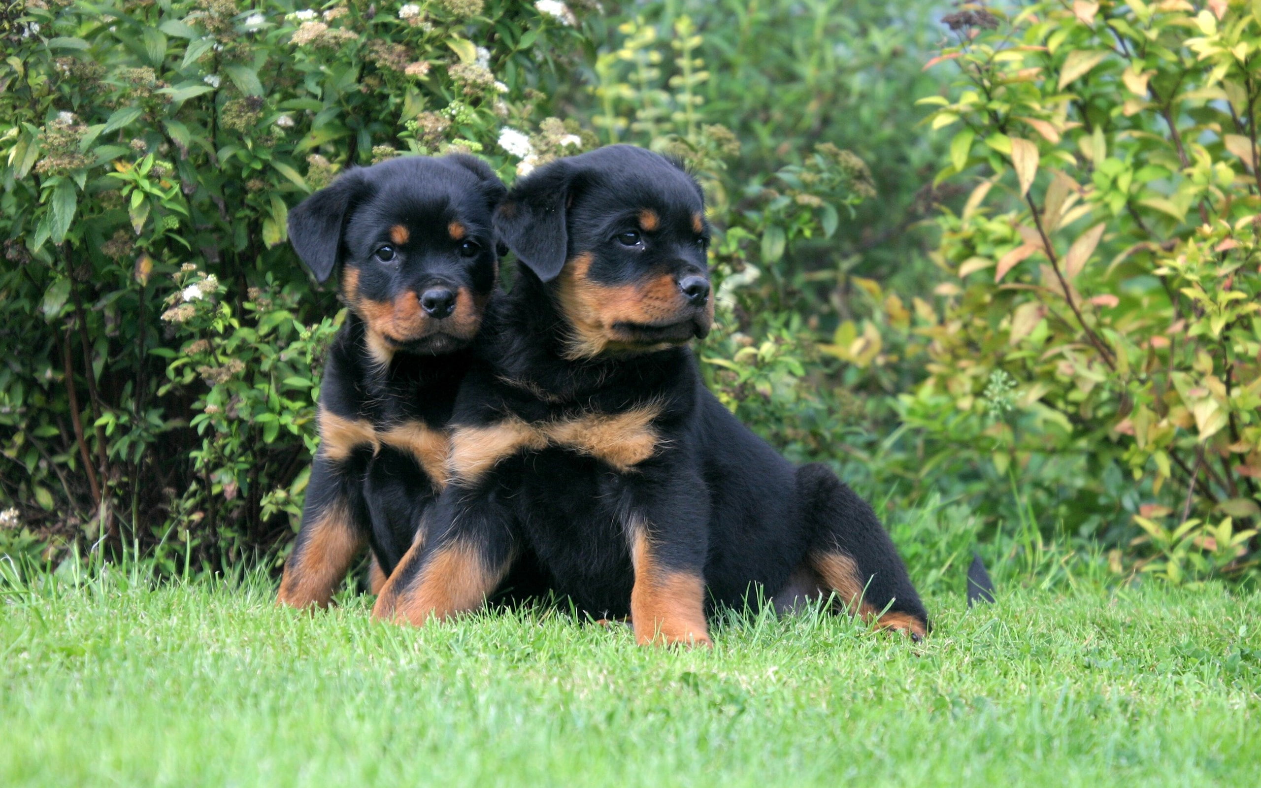 young animal, rottweiler, grass, canine, plant, mammal, vertebrate, dog, pets, 2K, small, domestic animals, animal, lap dog, animal themes, one animal, HD Wallpaper