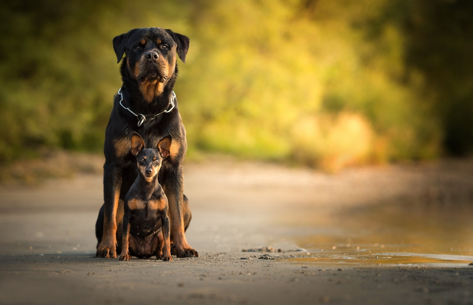 Dogs, Rottweiler, full length, mammal, Baby Animal, no people, Depth Of Field, nature, small, Pet, pets, purebred dog, focus on foreground, day, canine, HD Wallpaper