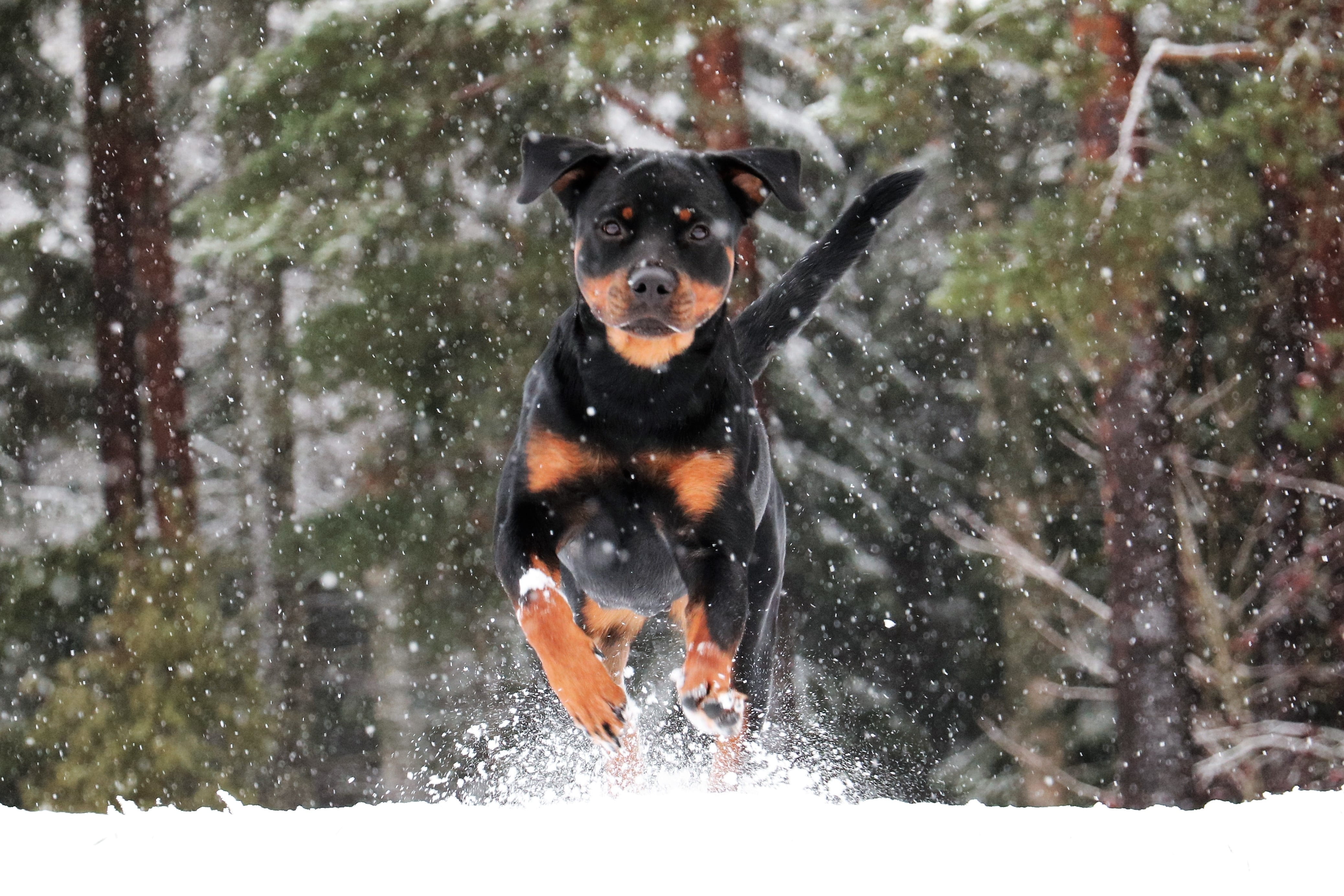 rottweiler, canine, 4K, snowing, motion, no people, vertebrate, cold temperature, day, animals, pets, animal, mammal, nature, domestic, domestic animals, HD Wallpaper
