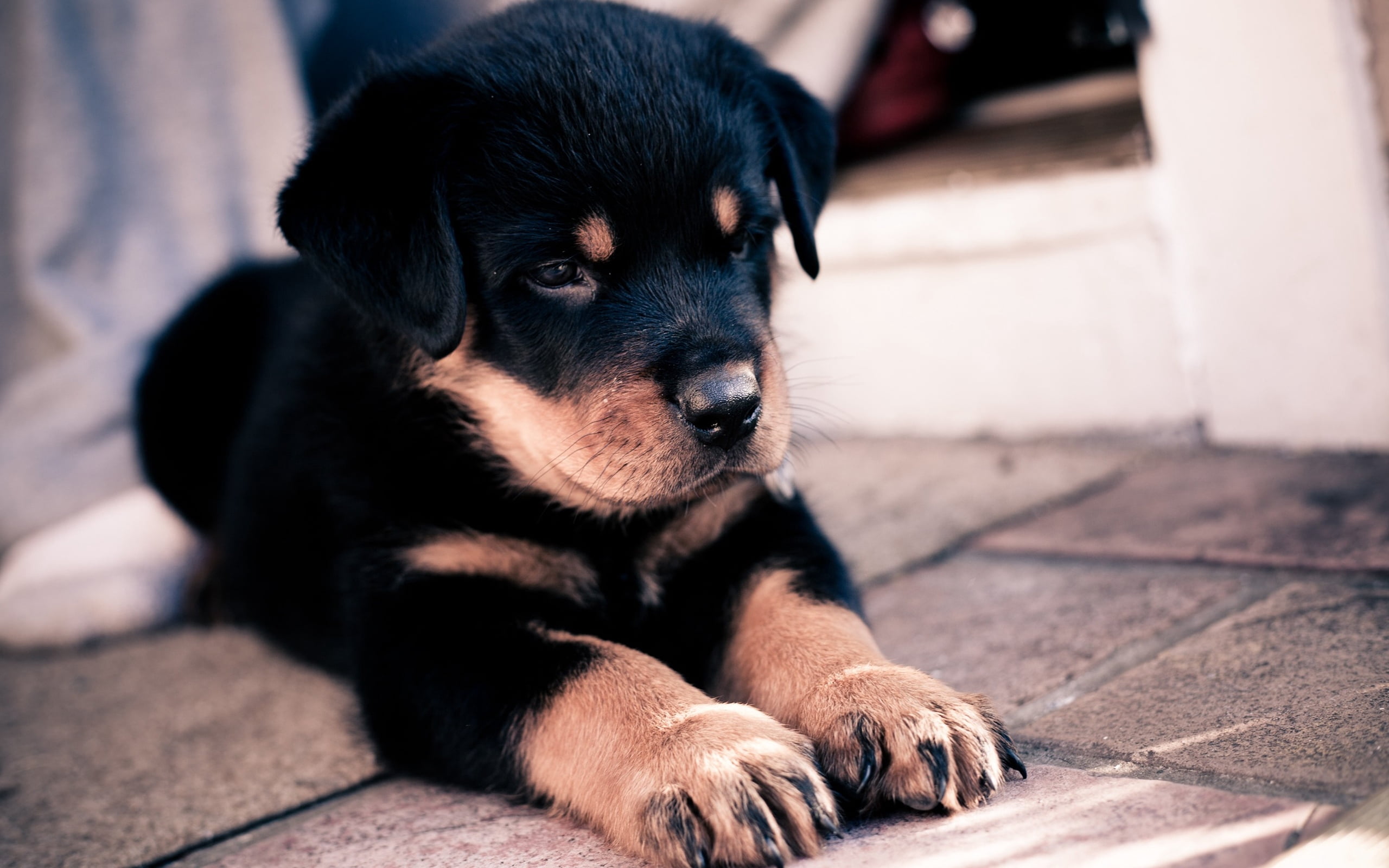 animal themes, fur, looking away, day, canine, one animal, brown, animal head, dog, black, purebred Dog, black Color, friendship, looking, animal, no people, HD Wallpaper