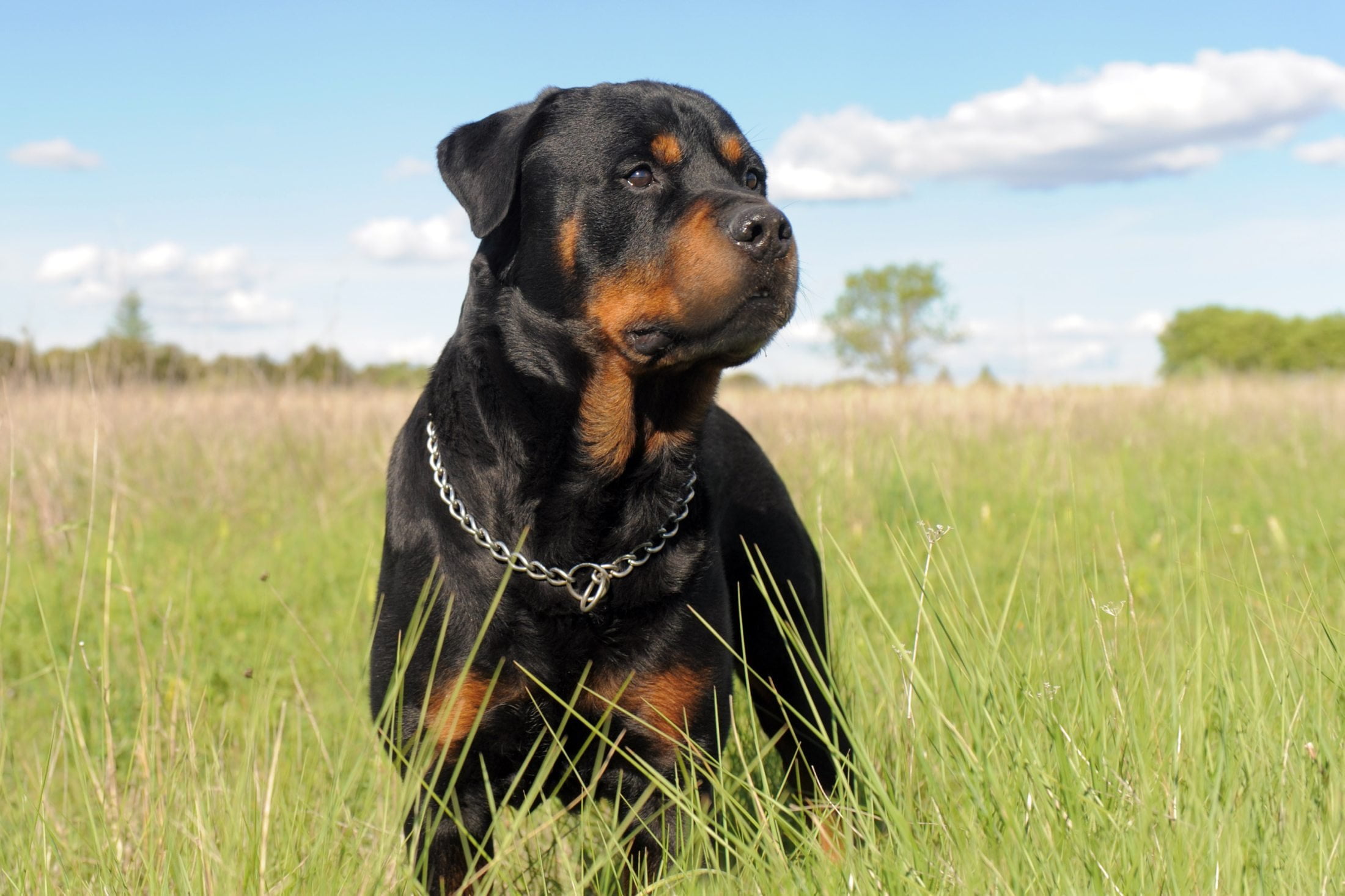 fur, animal, young Animal, one Animal, domestic Animals, doberman Pinscher, collar, domestic, guard Dog, looking, no people, adult, miniature Pinscher, HD Wallpaper