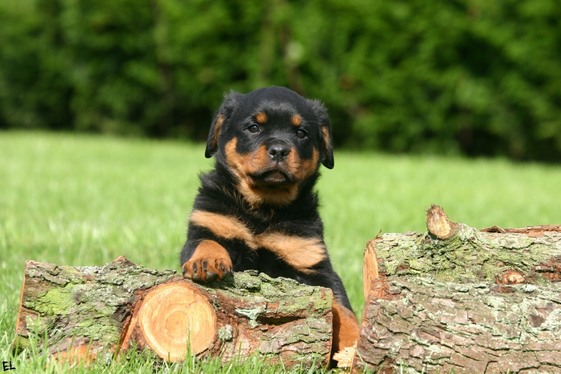 Dogs, no people, outdoors, mahogany, land, nature, domestic, 1080P, field, focus on foreground, one animal, domestic animals, Rottweiler, Puppy, mammal, HD Wallpaper
