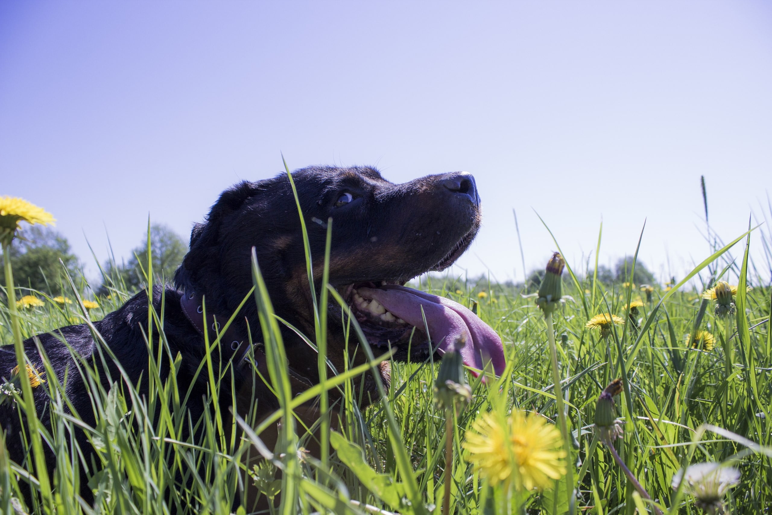 2K, sky, white, domestic animals, no people, clear sky, one animal, nature, tongues, growth, grass, mammal, plant, animal, black, land, vertebrate, plants, HD Wallpaper