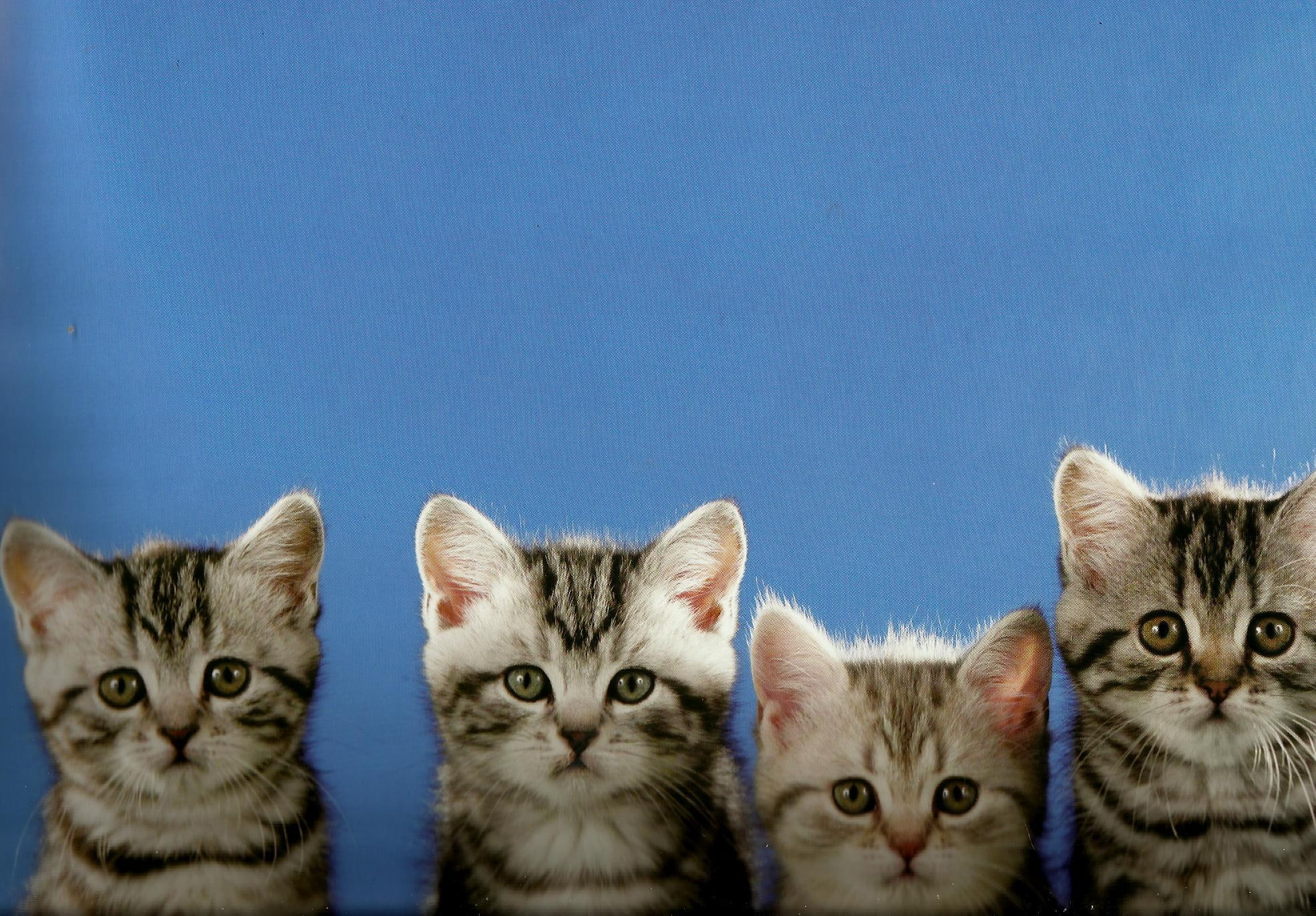 kitten, feline, cute, paws, 1080P, siblings, animals, HD Wallpaper