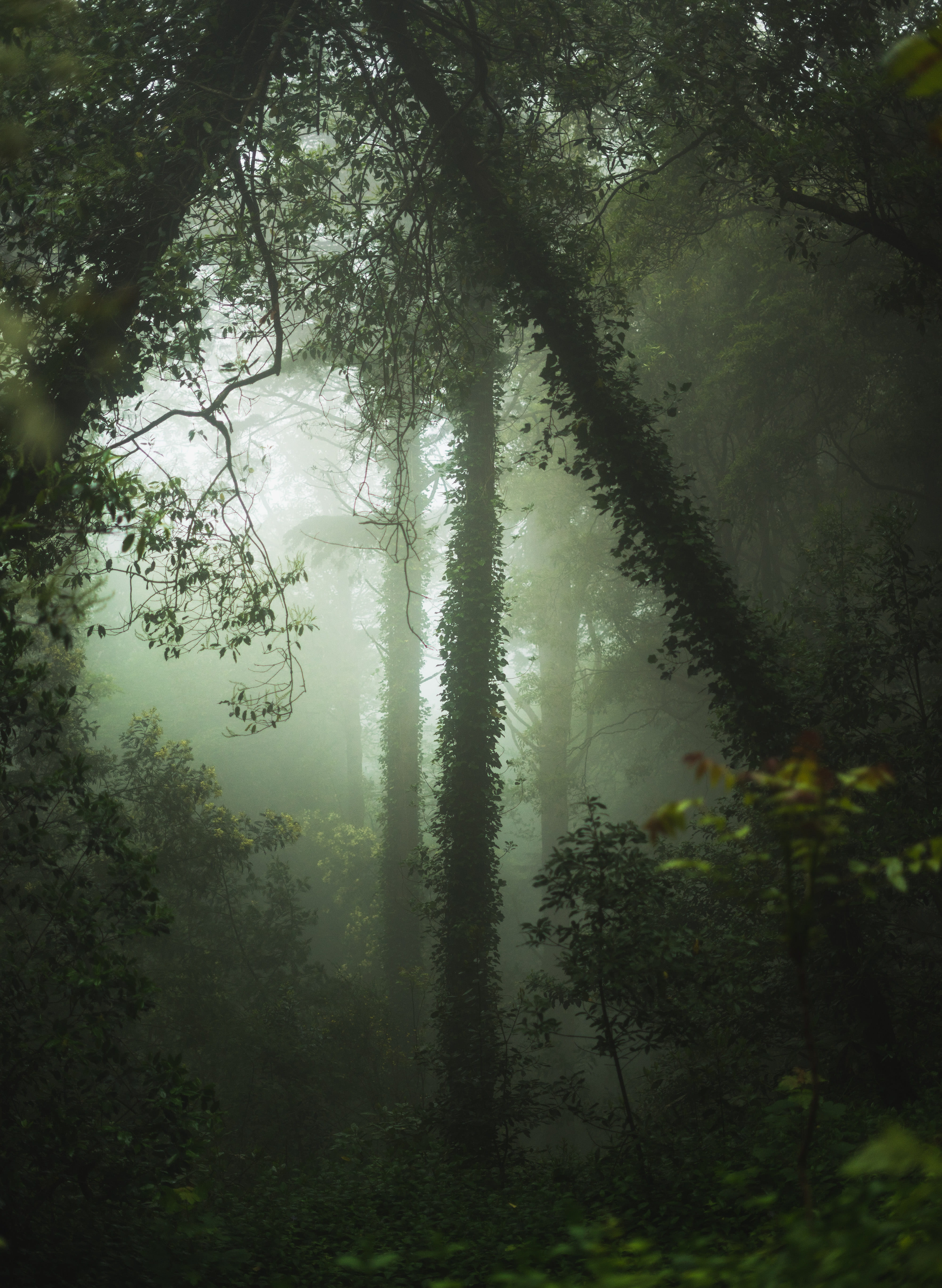 dark, tree, 5K, trunk, lush, sintra, forest, non-urban scene, environment, photo, leaf, scenics - nature, branch, surrounded, beauty in nature, monsoon, Phone HD Wallpaper