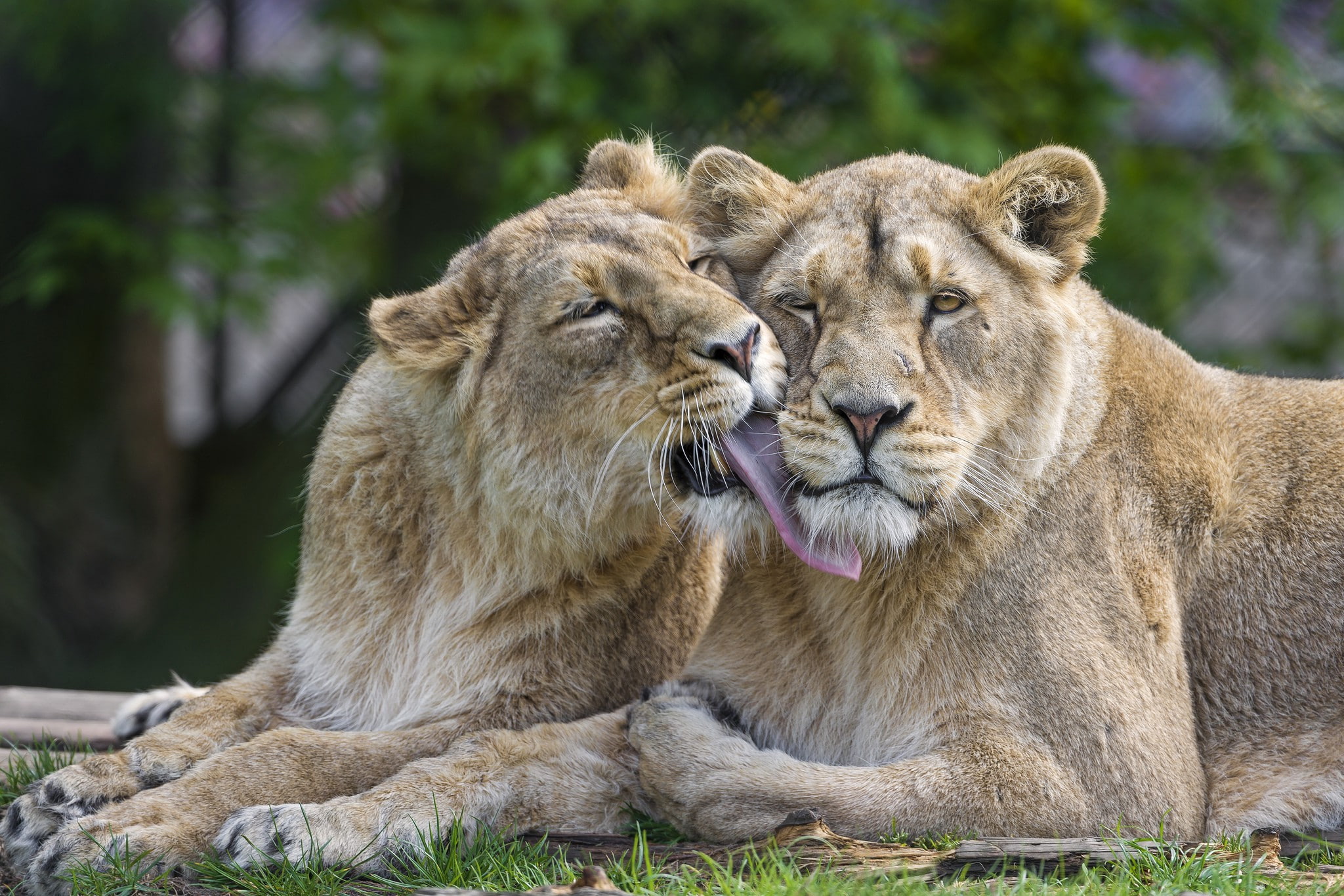 lions, Love, lion, 1080P, Cat, couple, HD Wallpaper