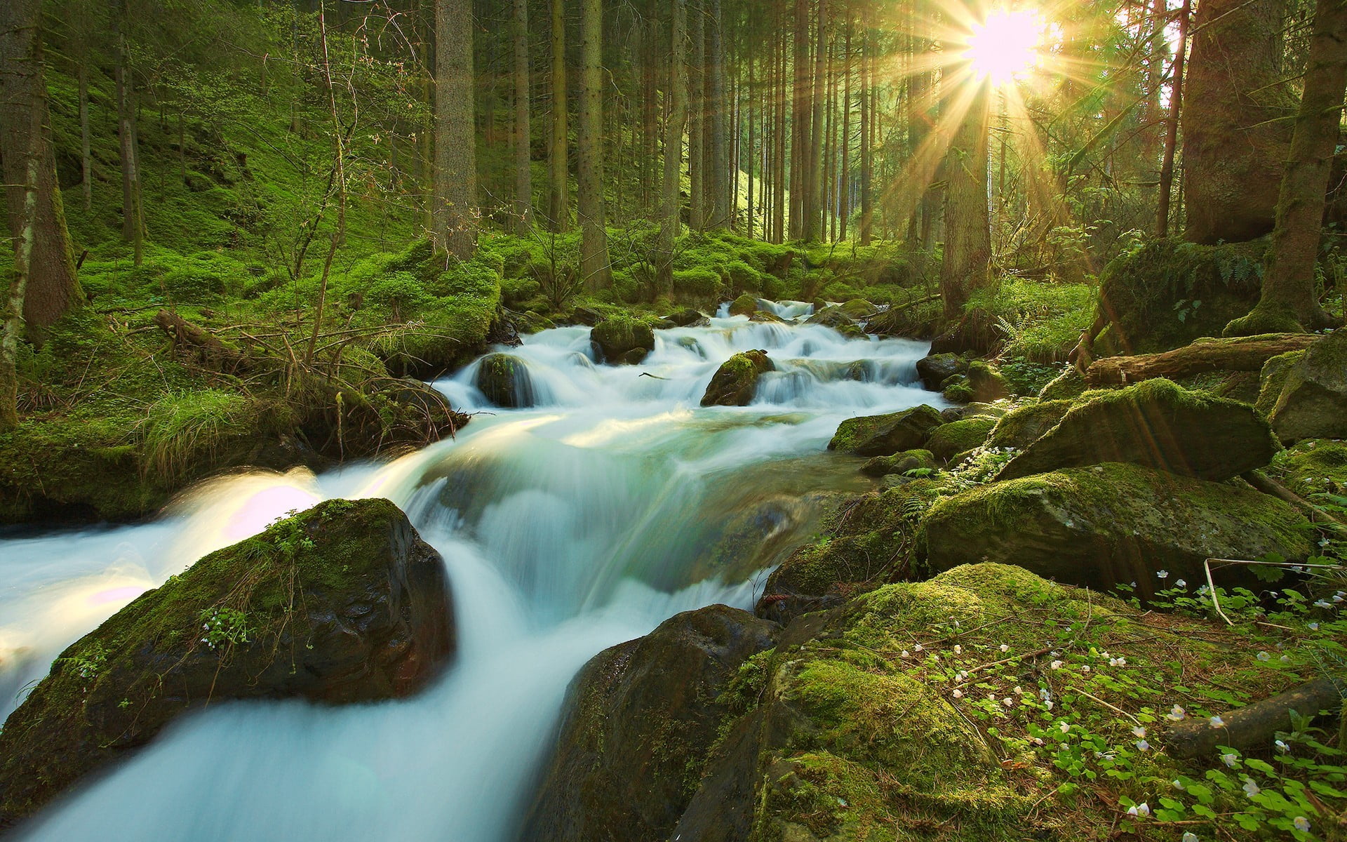 moss, forest, sun, blurred motion, rock - object, no people, long exposure, tranquility, plant, flowing, scenics - nature, water, lens flare, body, nature, HD Wallpaper