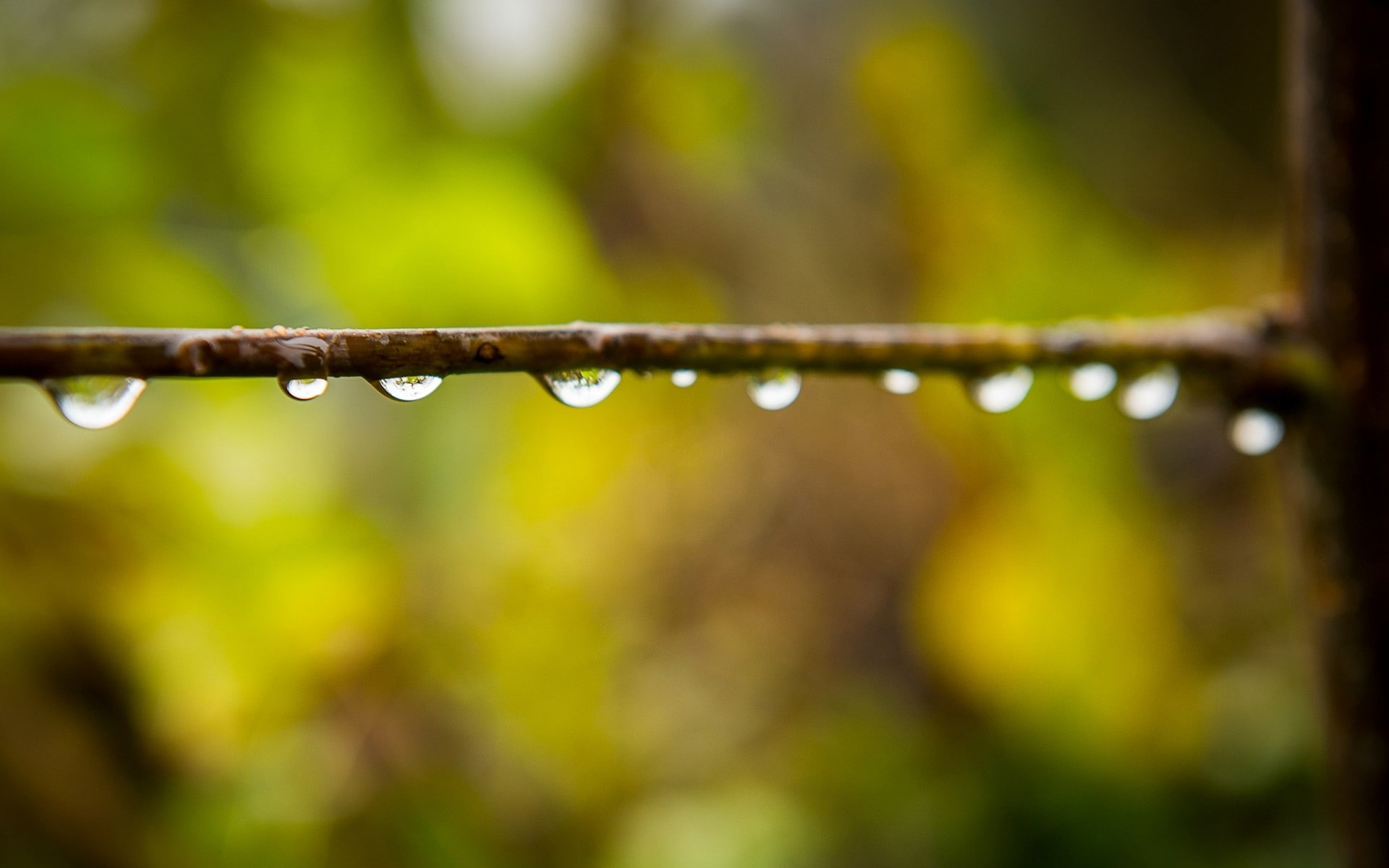 day, drop, dew, outdoors, plant, metal, rainy season, 1080P, close-up, macro, beauty in nature, nature, monsoon, focus on foreground, selective focus, HD Wallpaper