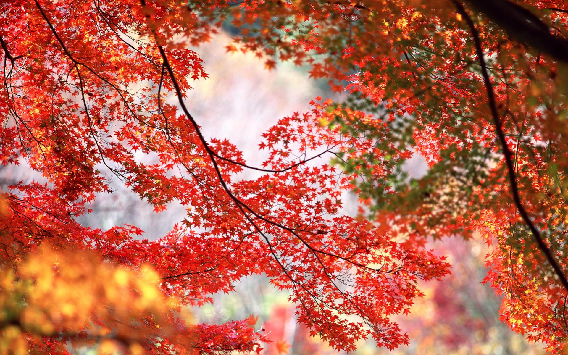 season, multi Colored, park - Man Made Space, maple Tree, selective focus, landscape, gold Colored, october, no People, beauty In Nature, yellow, close-up, HD Wallpaper