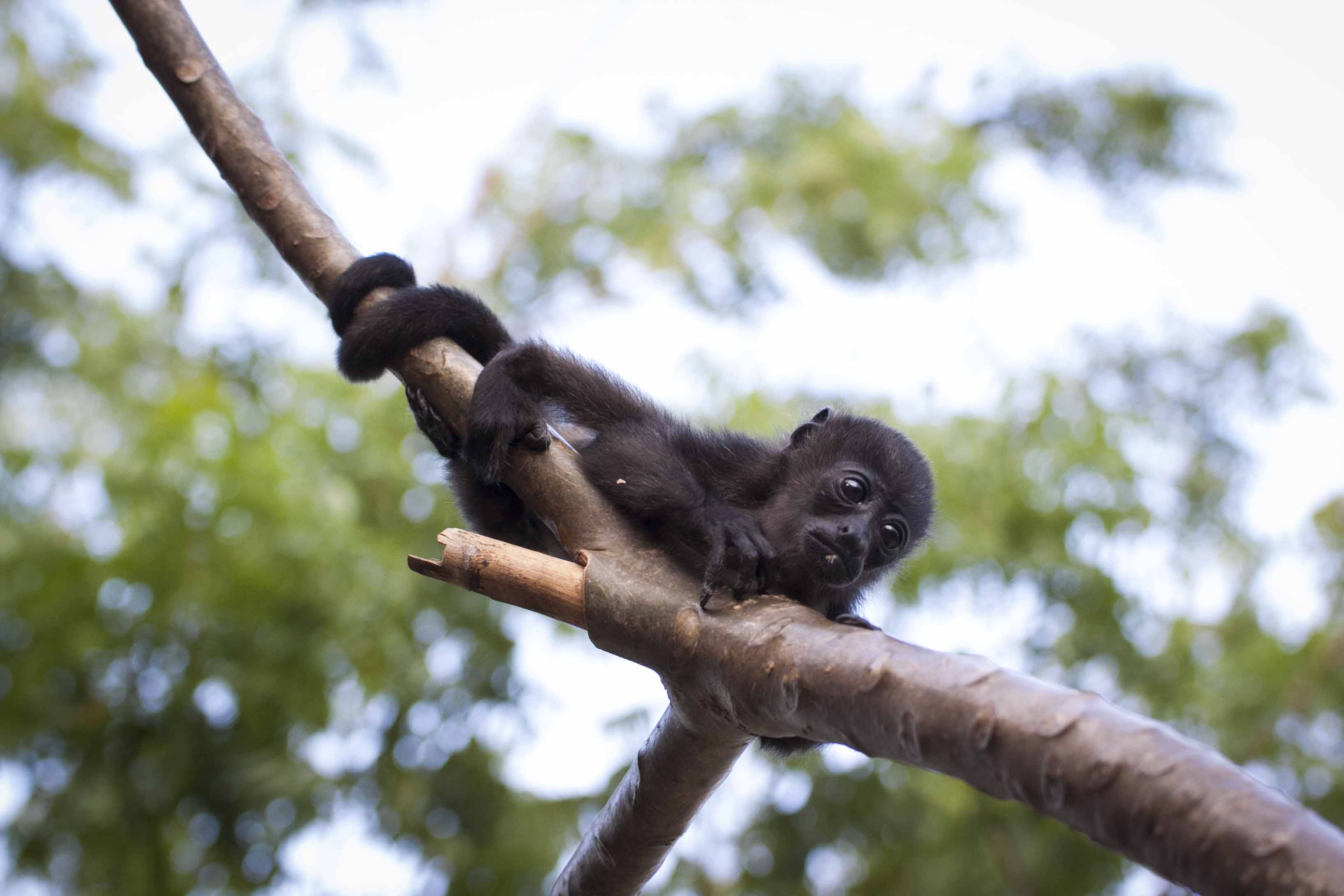 primate, zoo, no people, portrait, forest, tree, black, hugging, baby, animal wildlife, wild animal, daylight, branch, animal, vertebrate, animal photography, HD Wallpaper