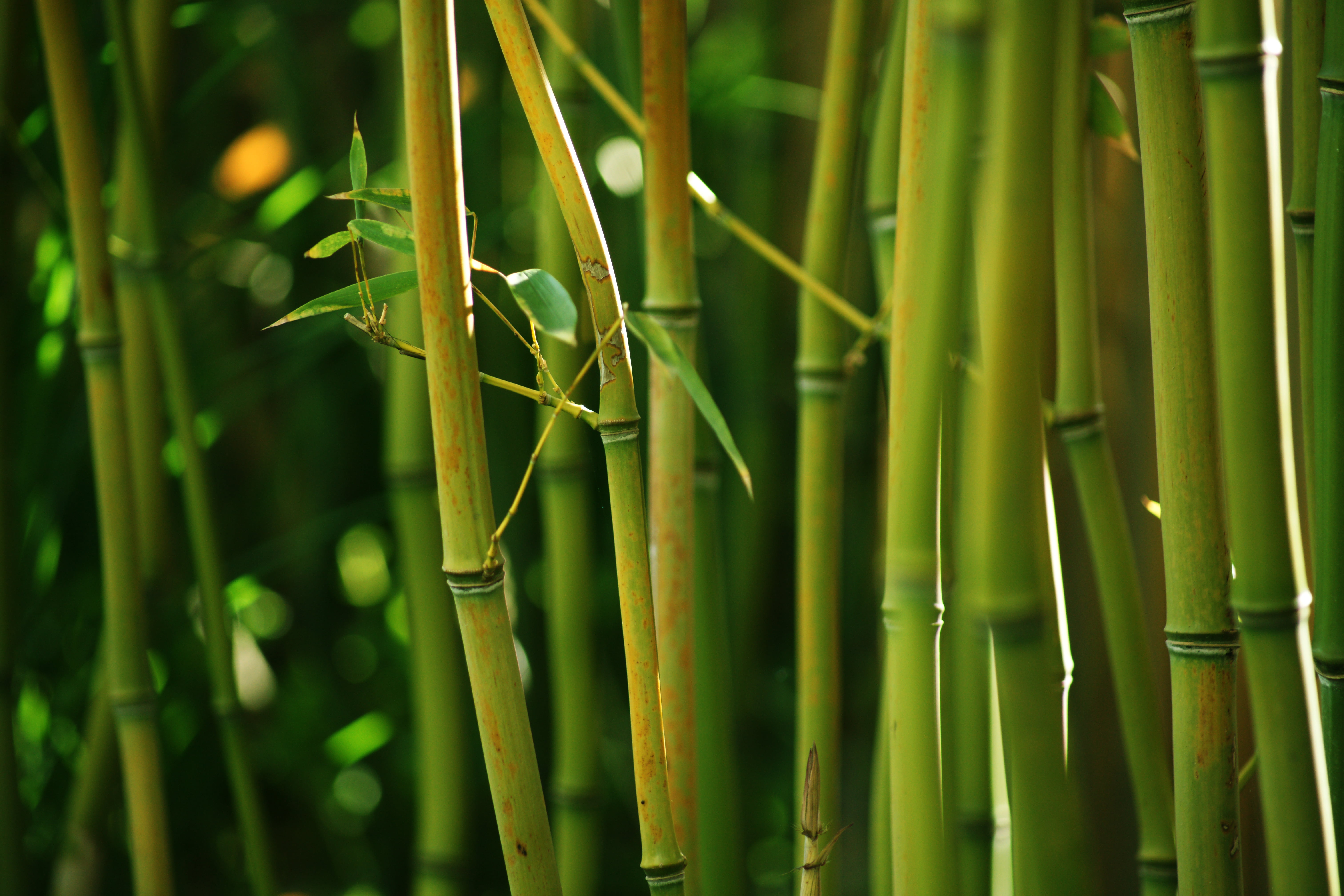 beauty In Nature, japanese Culture, bamboos, china - East Asia, forest, branch, east Asian Culture, bamboo, no People, bamboo Grove, asia, tropical Climate, HD Wallpaper