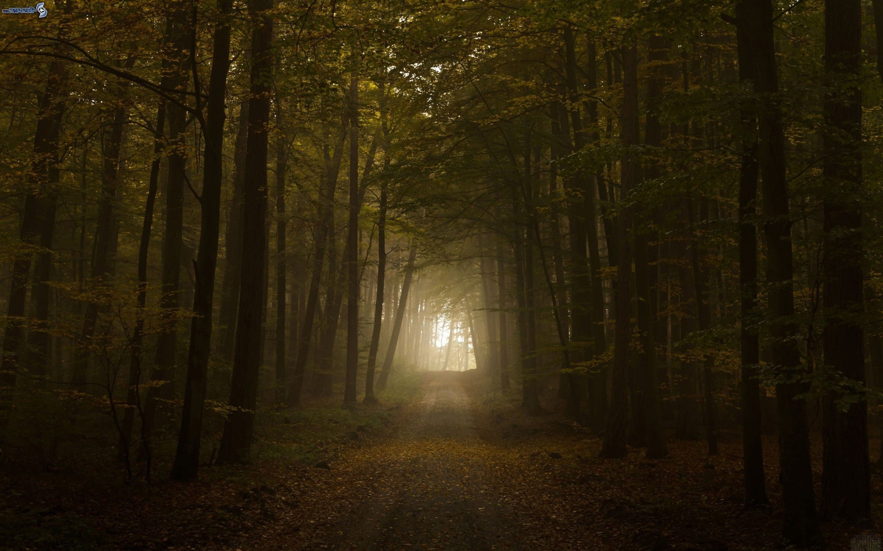 woodland, trees, pathway, the way forward, forest, dirt road, direction, land, nature, trunk, trail, beauty in nature, tranquil scene, idyllic, no people, HD Wallpaper
