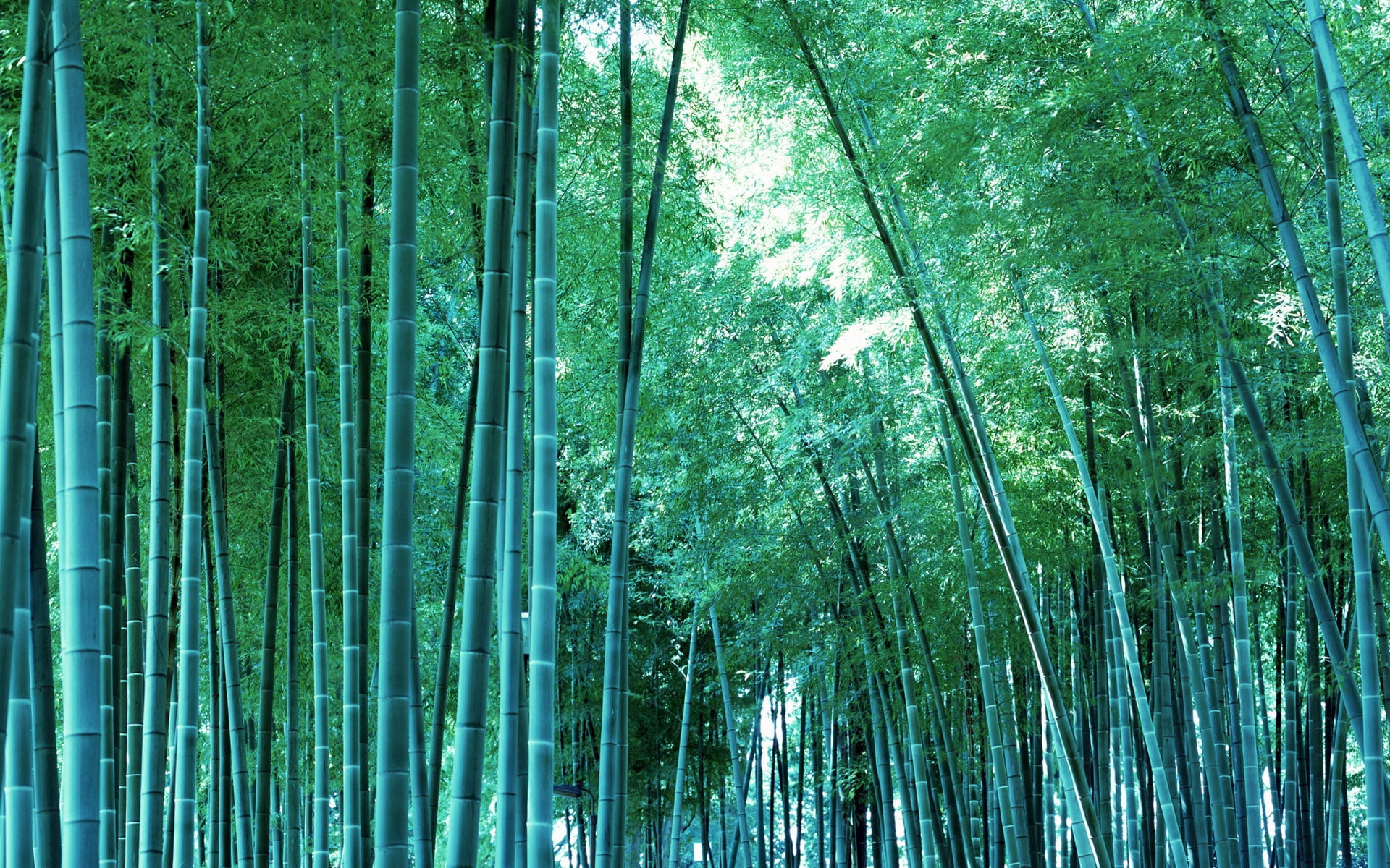 nature, summer, plant, jungle, outdoors, tree Trunk, full frame, forest, green Color, japanese Culture, china - East Asia, beauty In Nature, bamboo Shoot, HD Wallpaper