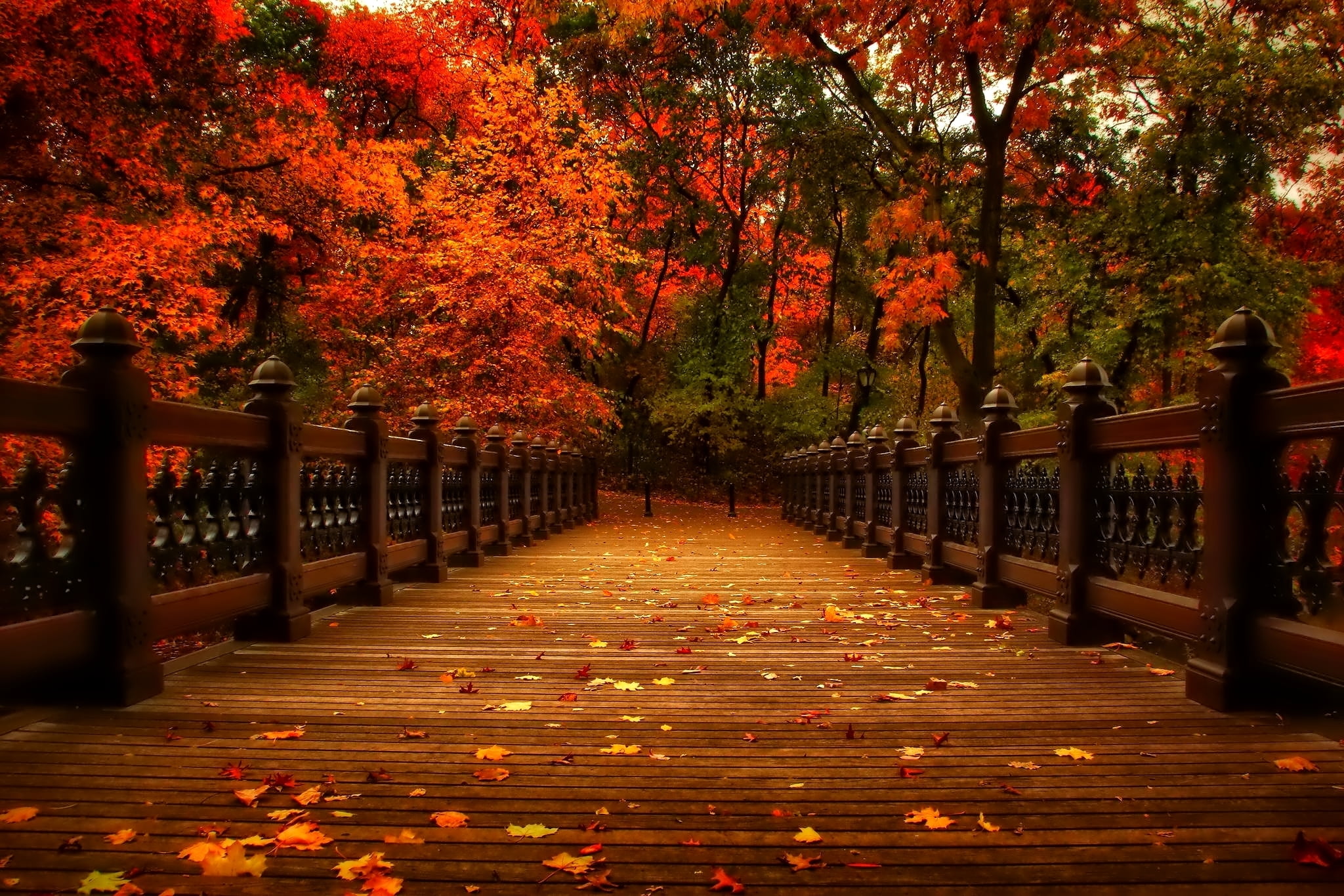 beauty In Nature, orange Color, no People, alley, red, maple Tree, plant part, kyoto Prefecture, leaves, landscape, tranquil Scene, yellow, architecture, HD Wallpaper