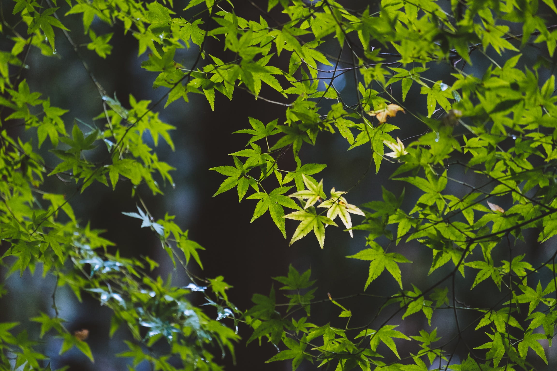 close-up, leaves, plant part, kyoto, kyoto prefecture, leaf, cherry blossom tree, forrest, beauty in nature, full frame, green color, outdoors, trees, selective focus, HD Wallpaper