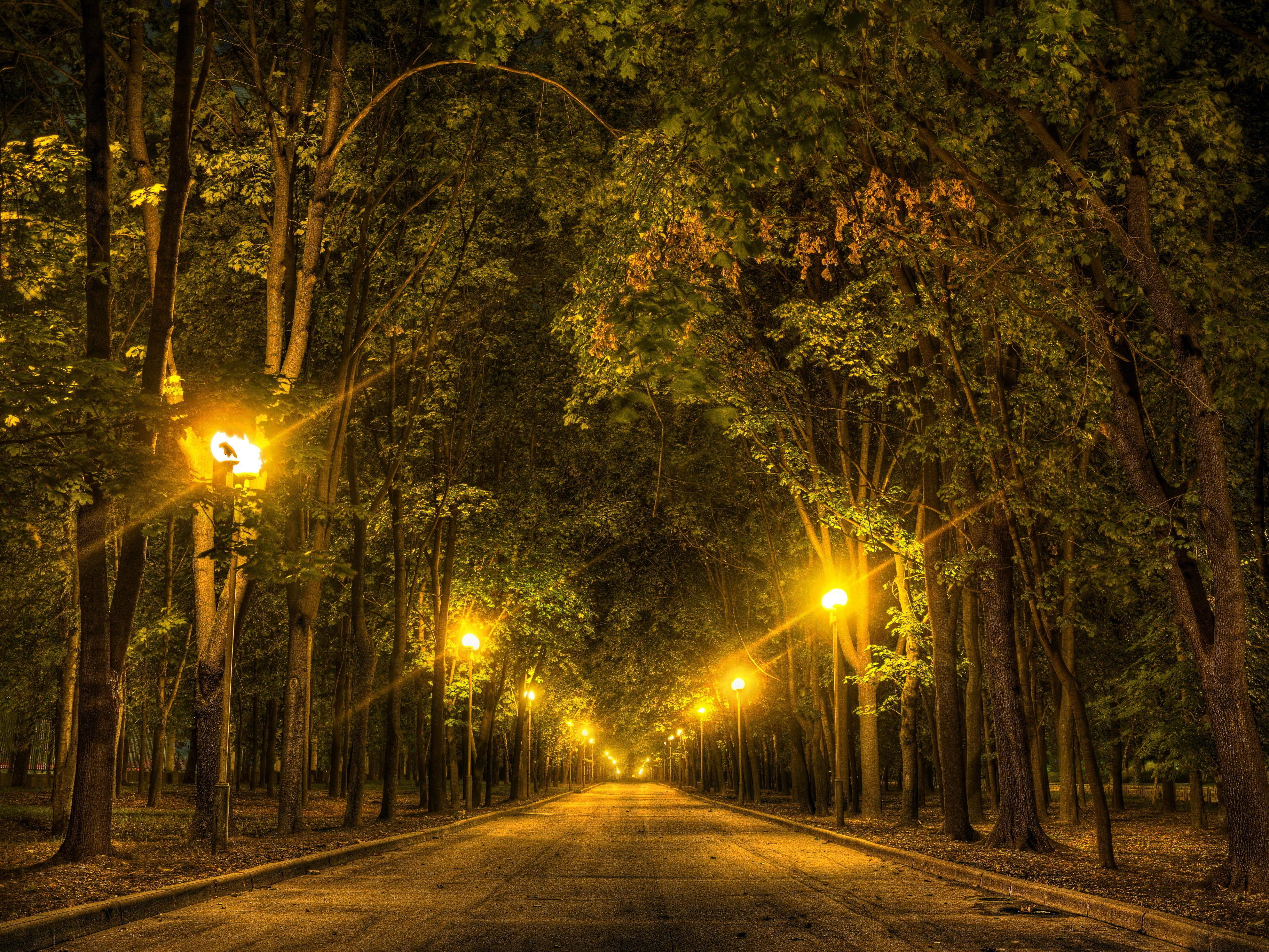 street, tranquility, alley, long, dark, leaf, the way forward, road, dusk, lot, season, sunset, trees, 4K, diminishing perspective, forest, green, leafed, HD Wallpaper