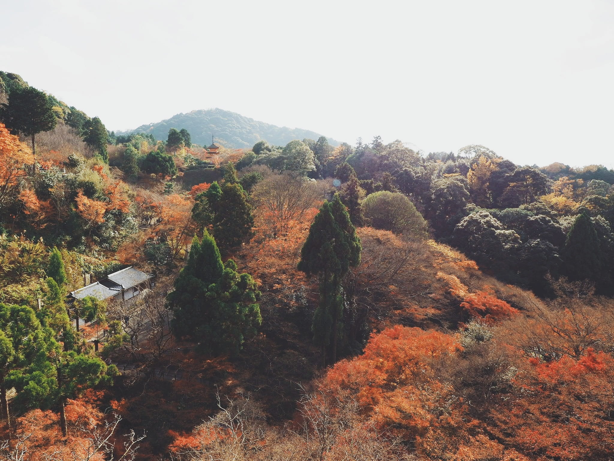 plant, kiyomizu-dera, no people, idyllic, beauty in nature, landscape, tranquility, tranquil scene, fall, trees, sky, autumn, change, environment, clear sky, HD Wallpaper